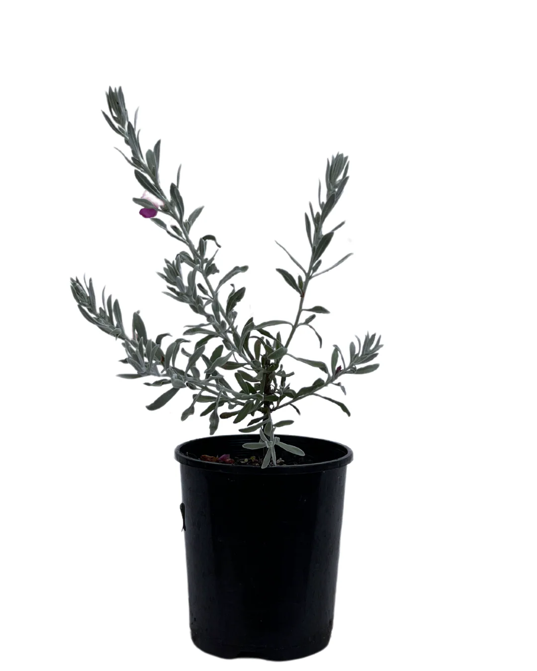 Eremophila Pink Pantha