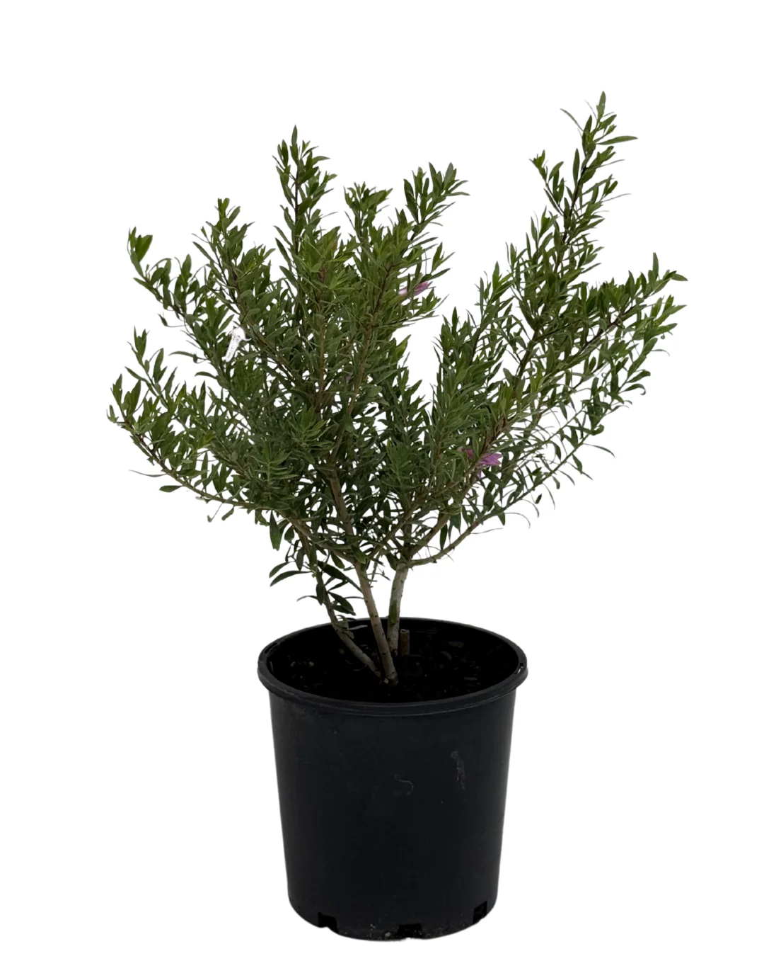 Eremophila Thriver