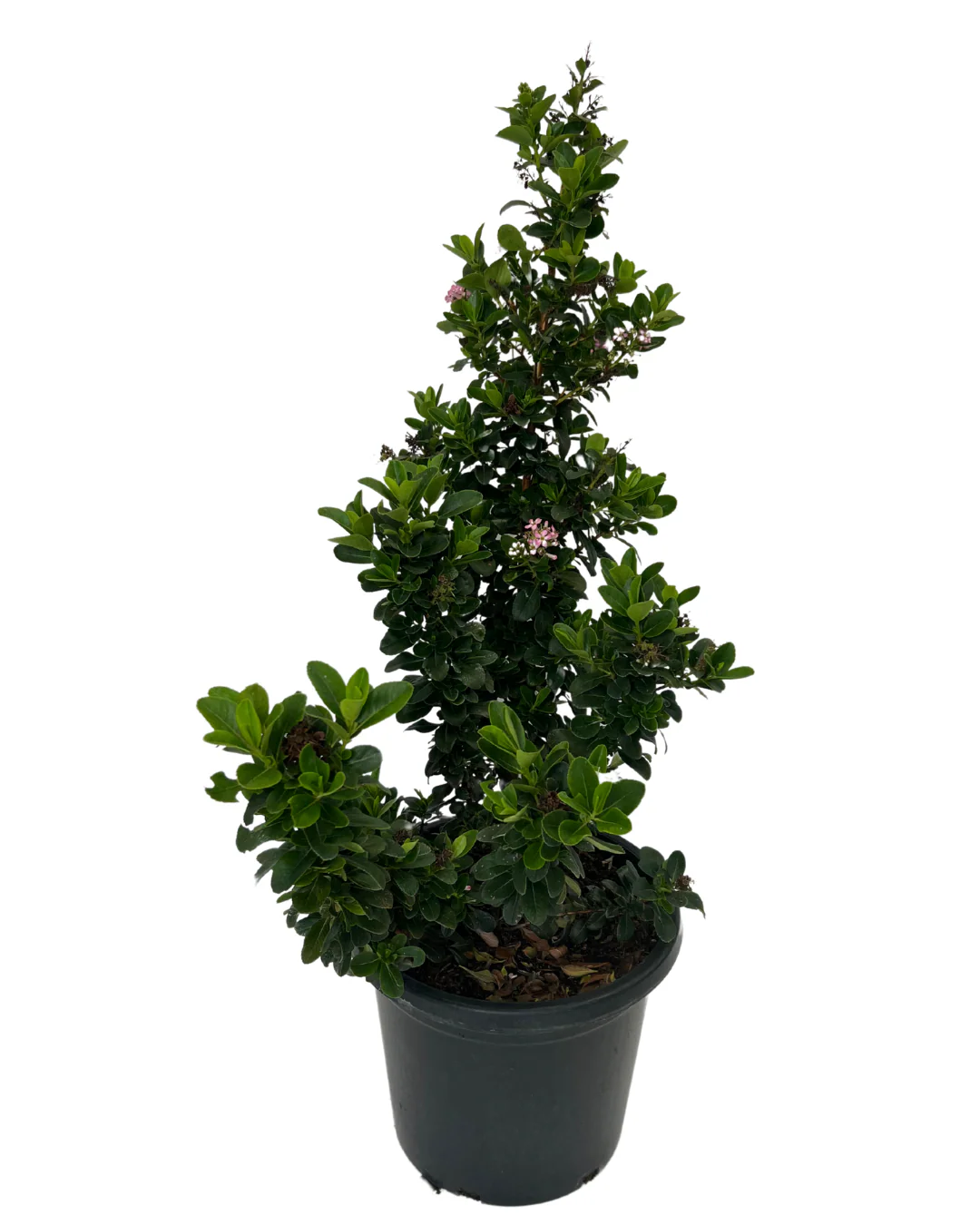 Escallonia Pink Elle - Image 2