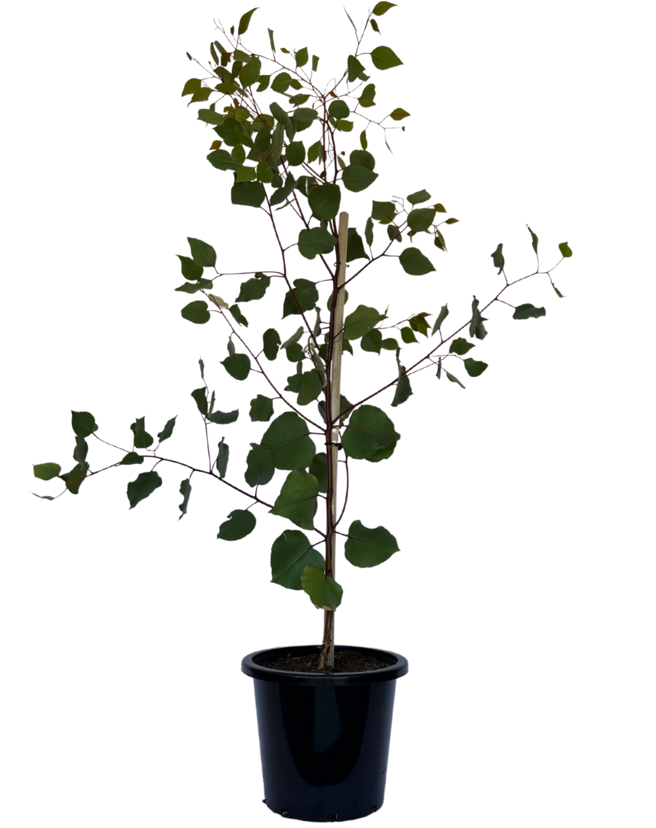 Eucalyptus Caesia Silver Princess