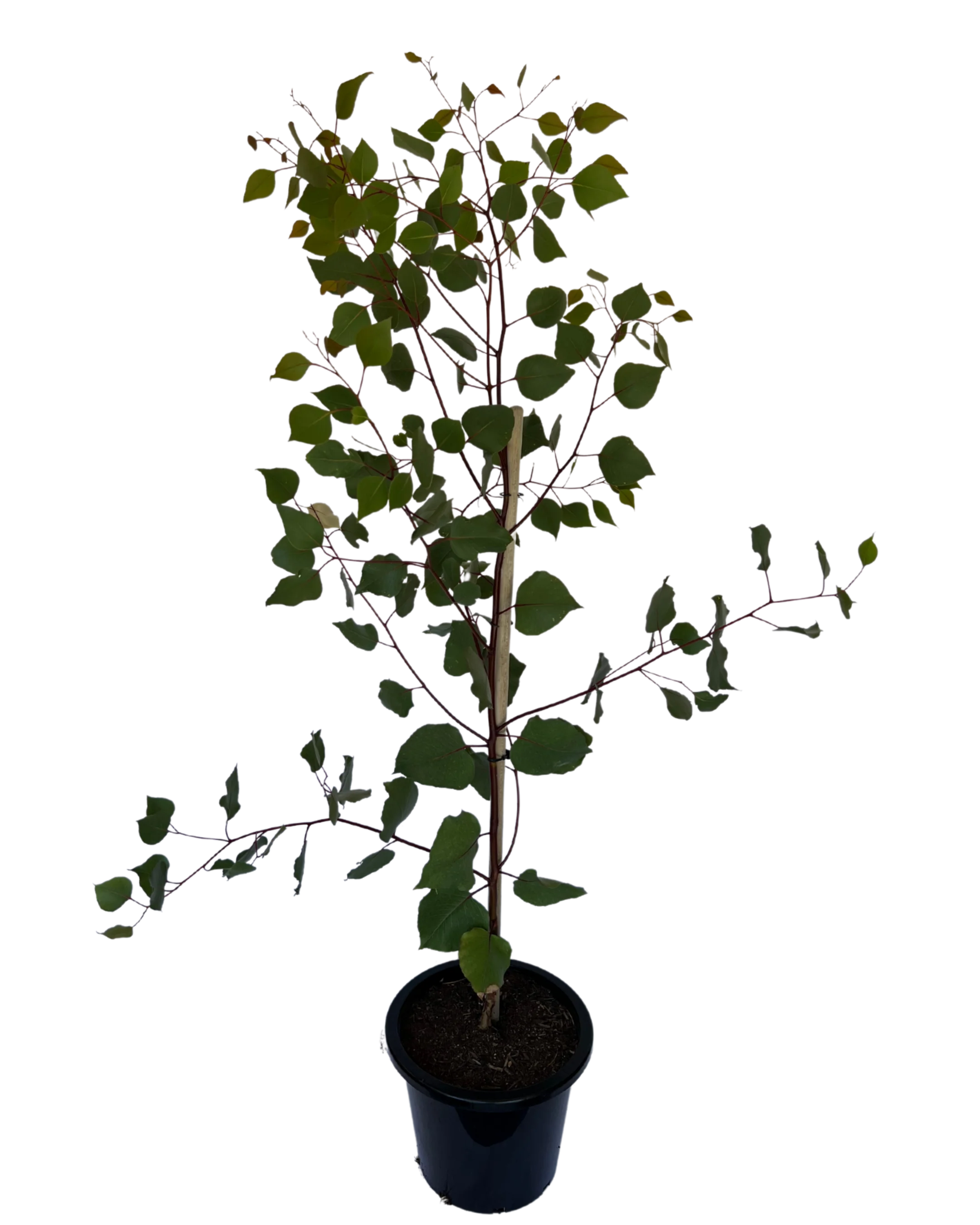 Eucalyptus Caesia Silver Princess - Image 2