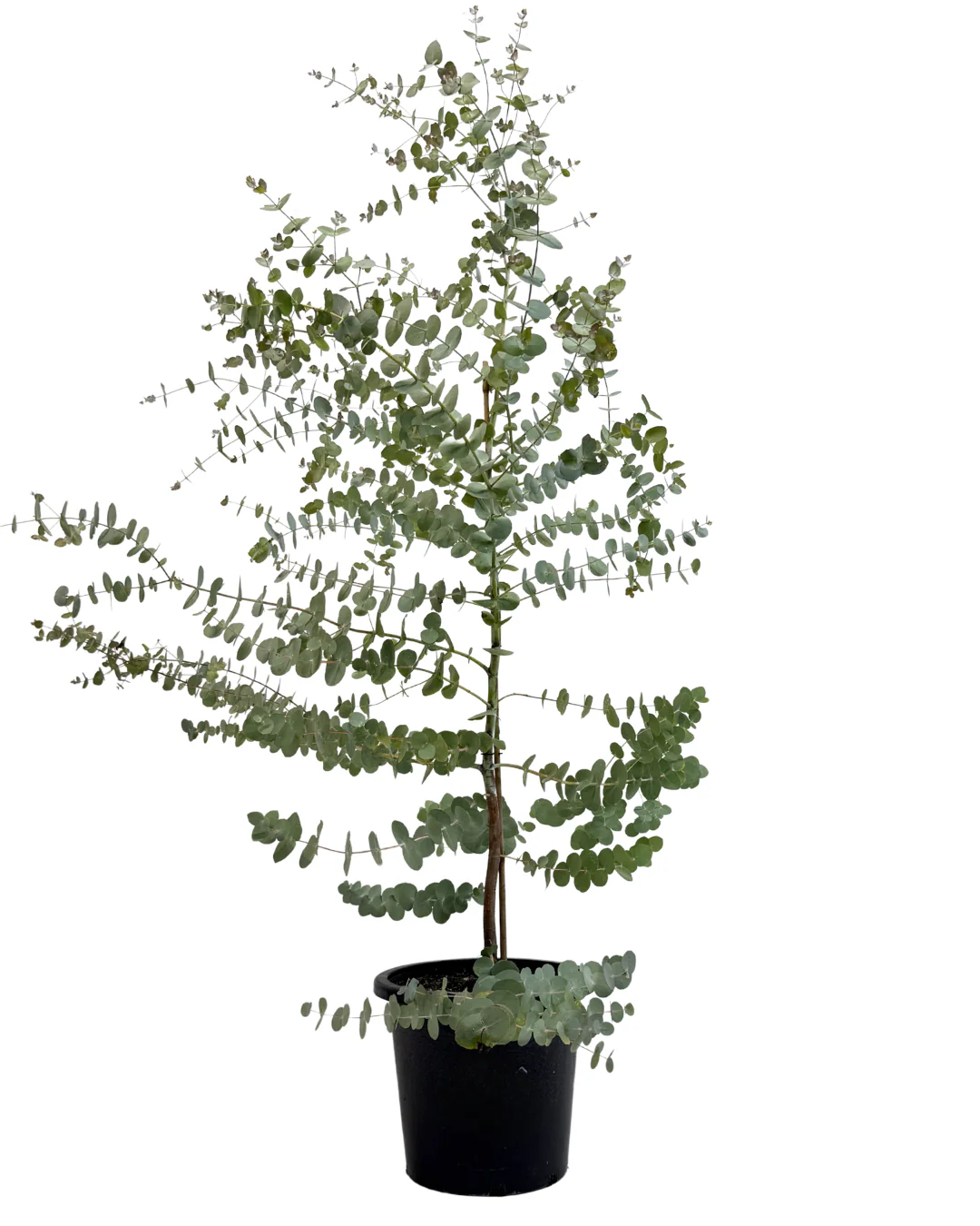 Eucalyptus Cinerea