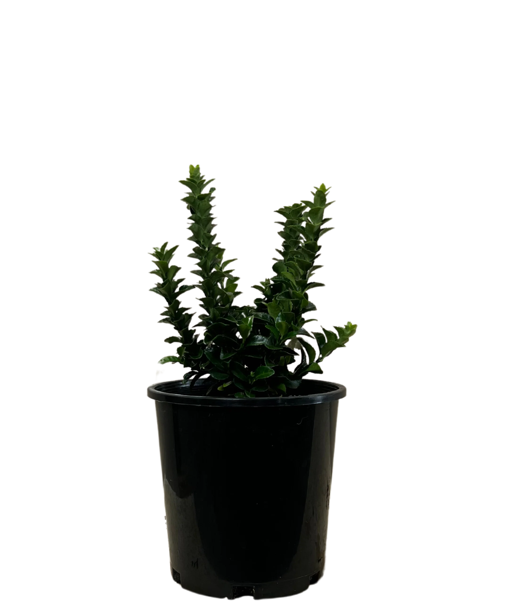 Euonymus Green Rocket