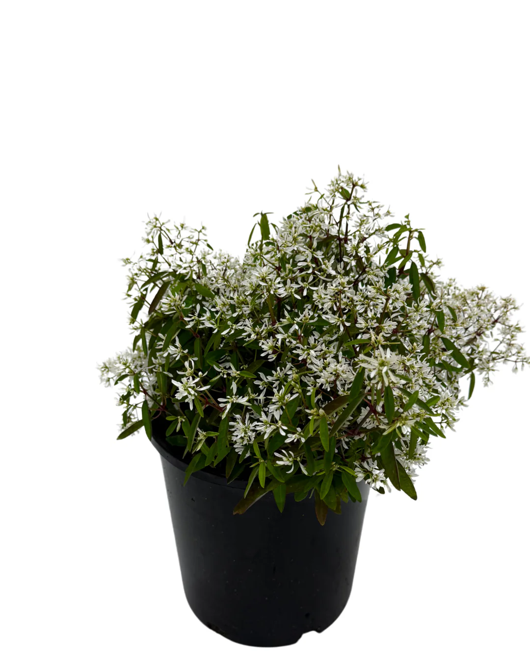 Euphorbia Euphoric White - Image 2