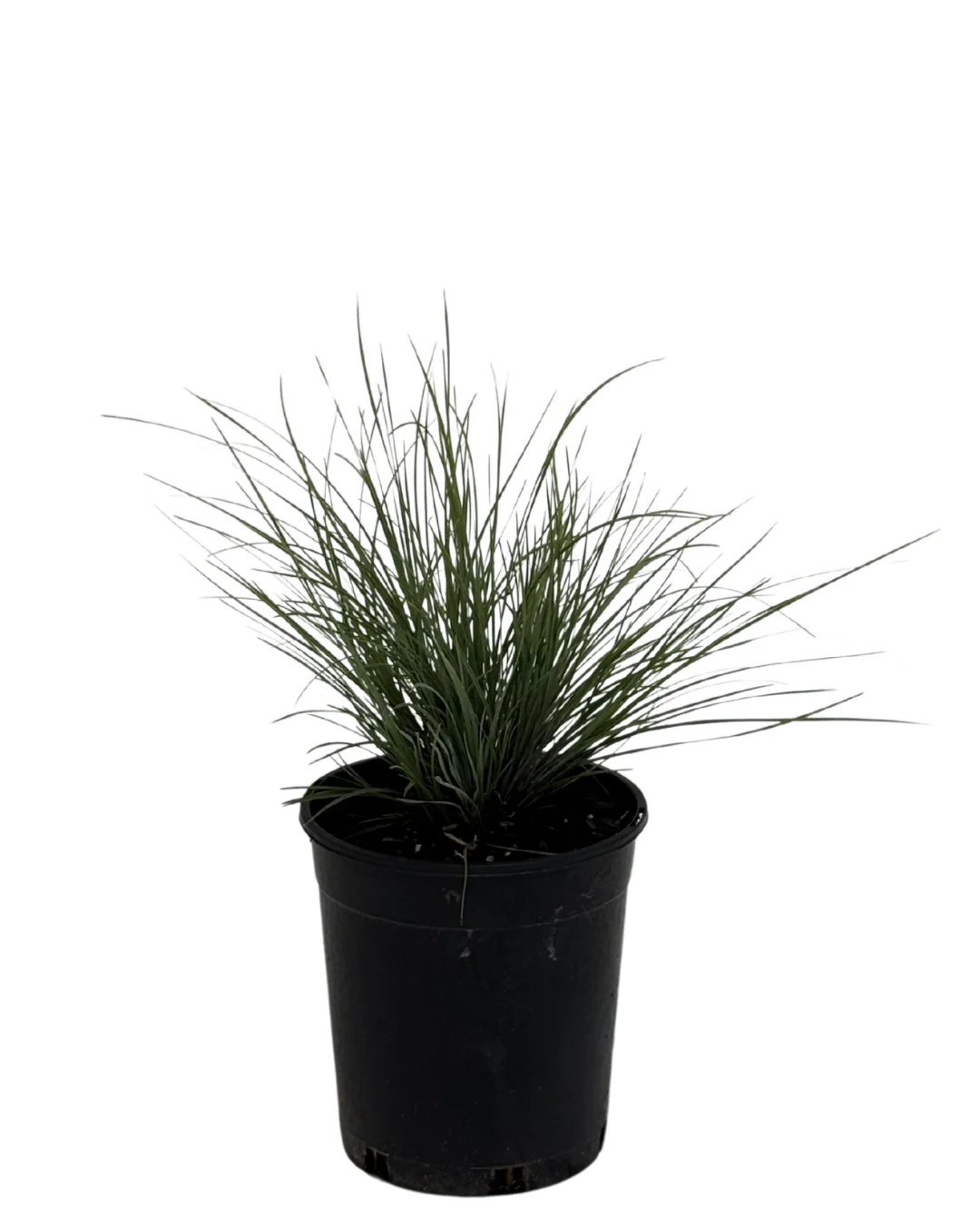 Festuca Beyond Blue