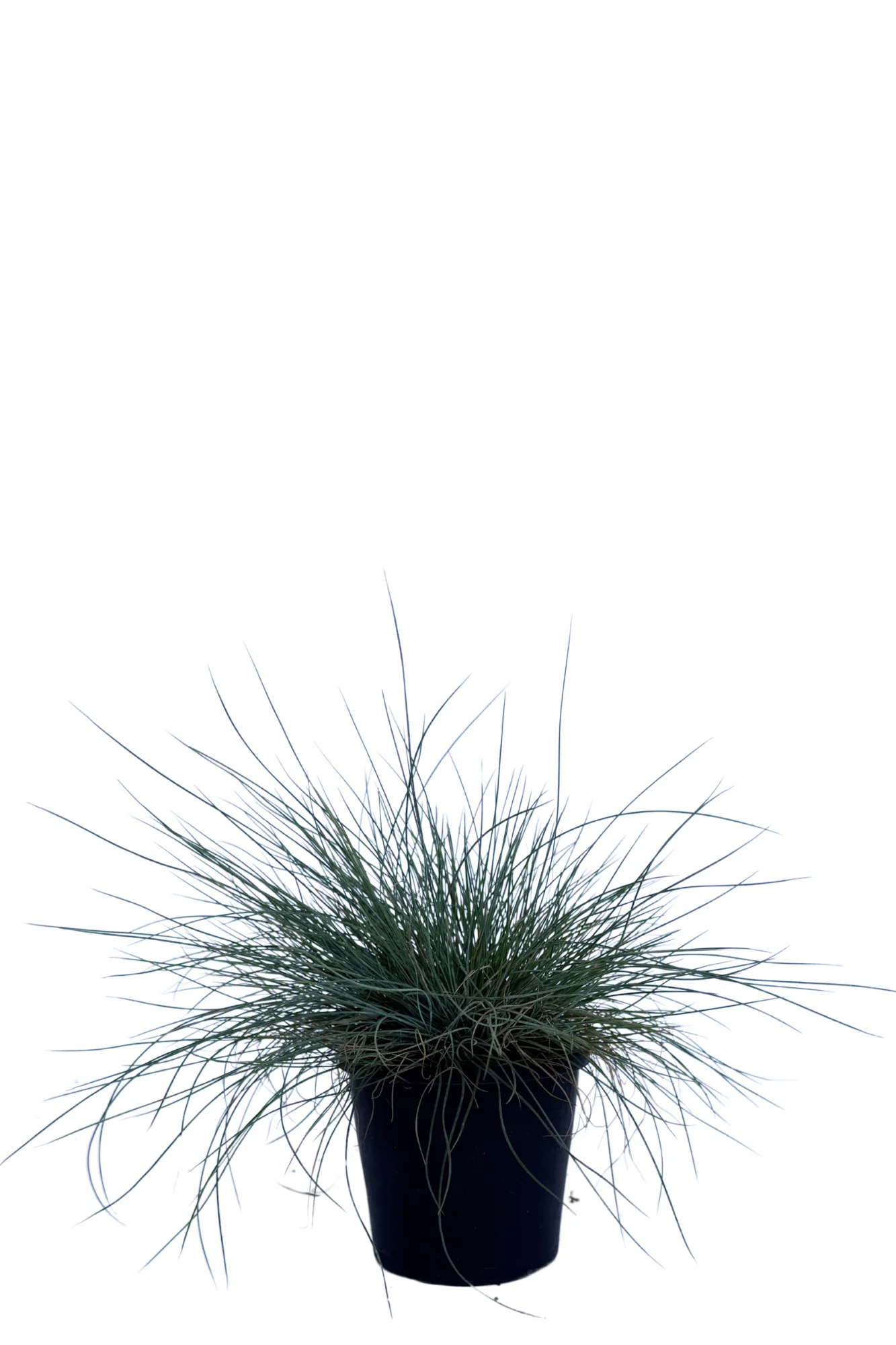 Festuca Glauca