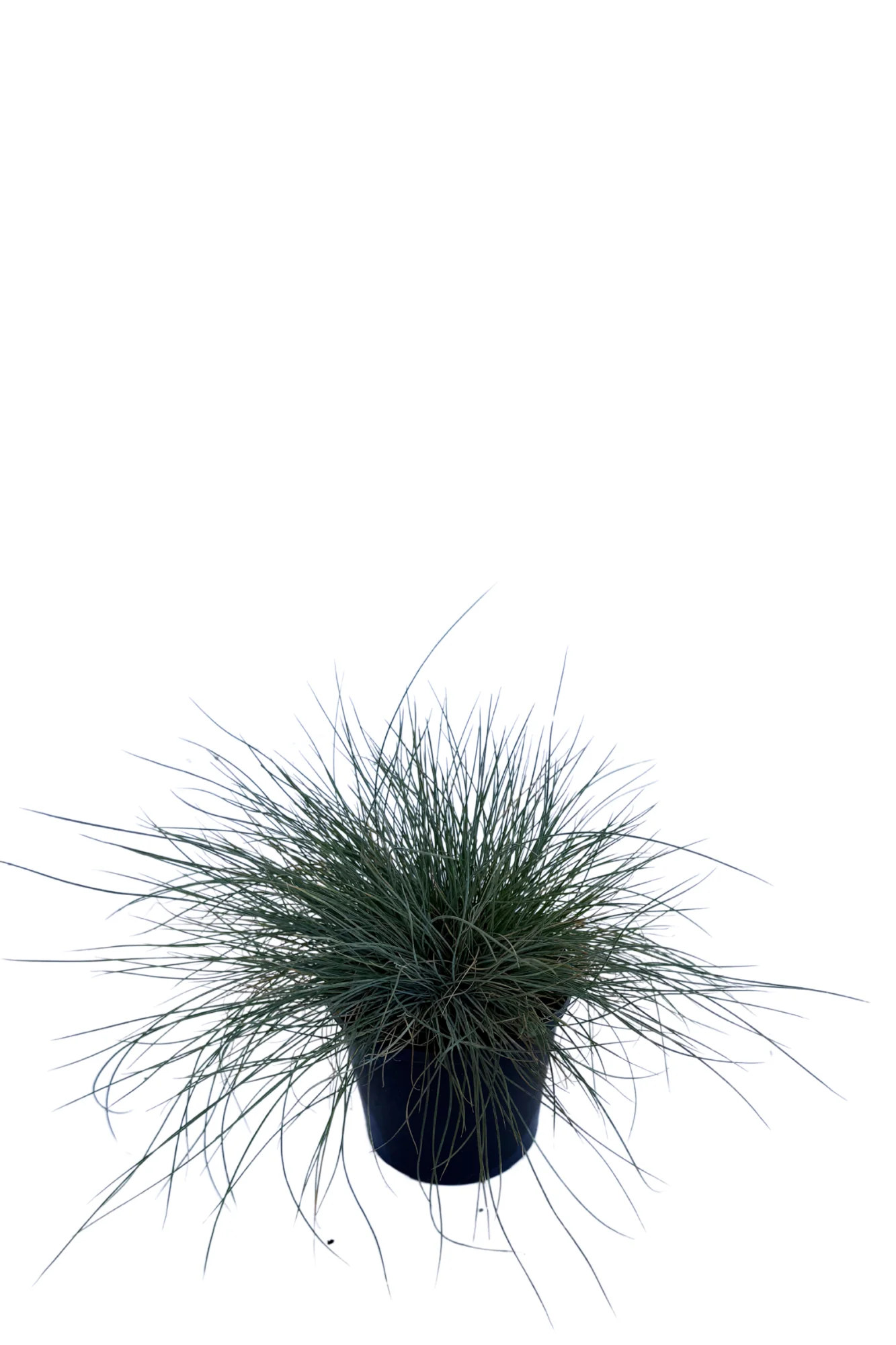 Festuca Glauca - Image 2