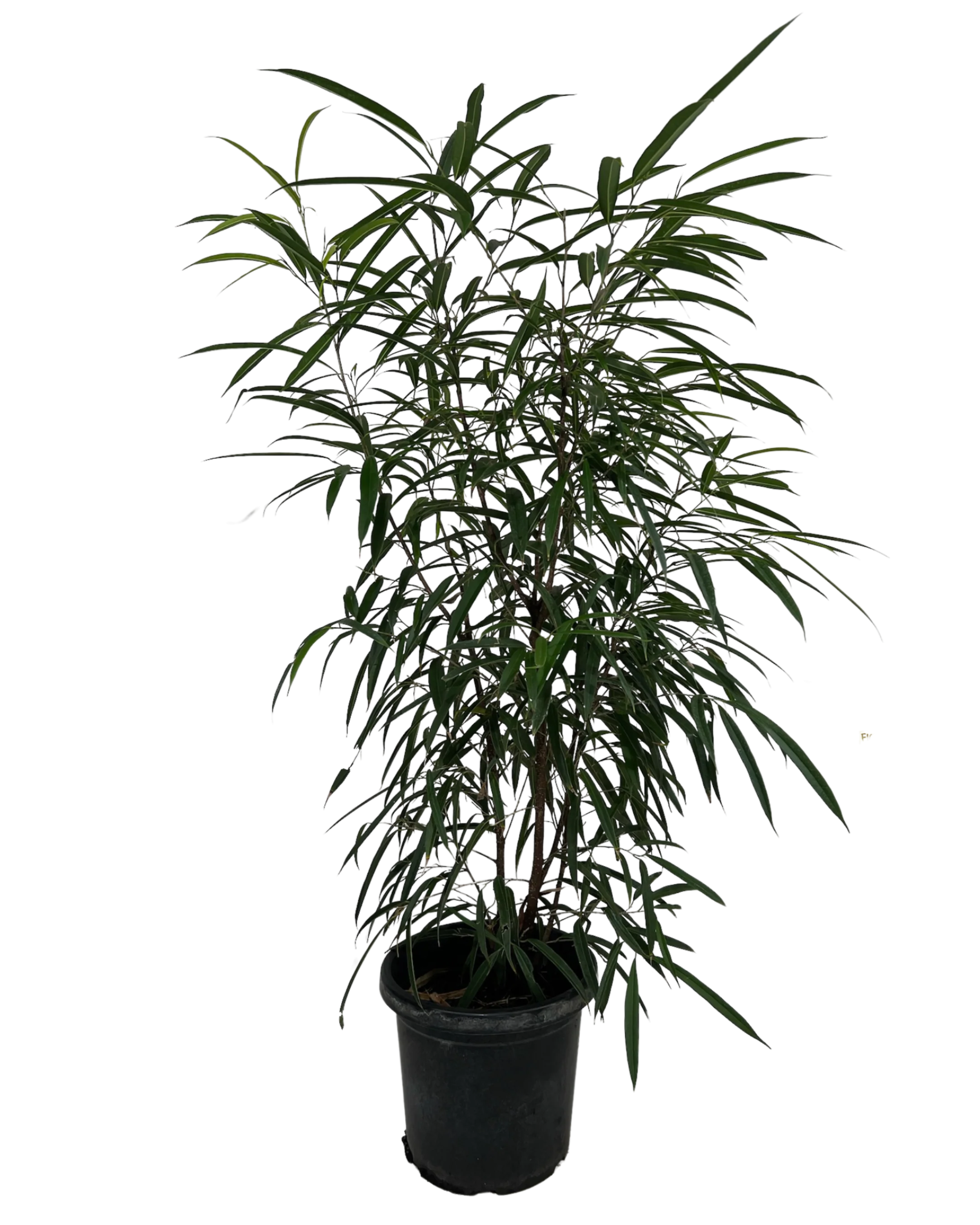 Ficus Alii Petite