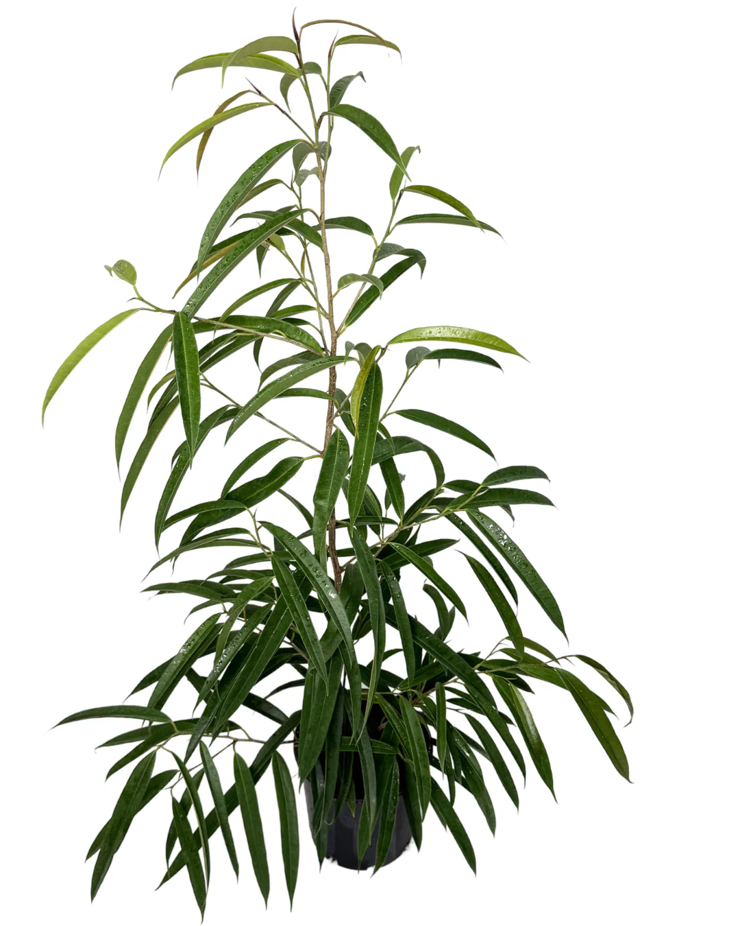 Ficus Alii Petite - Image 2