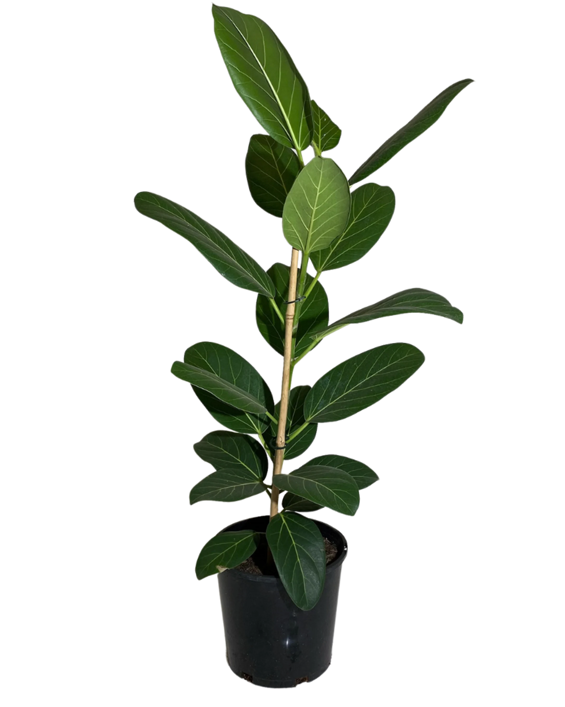 Ficus Audrey