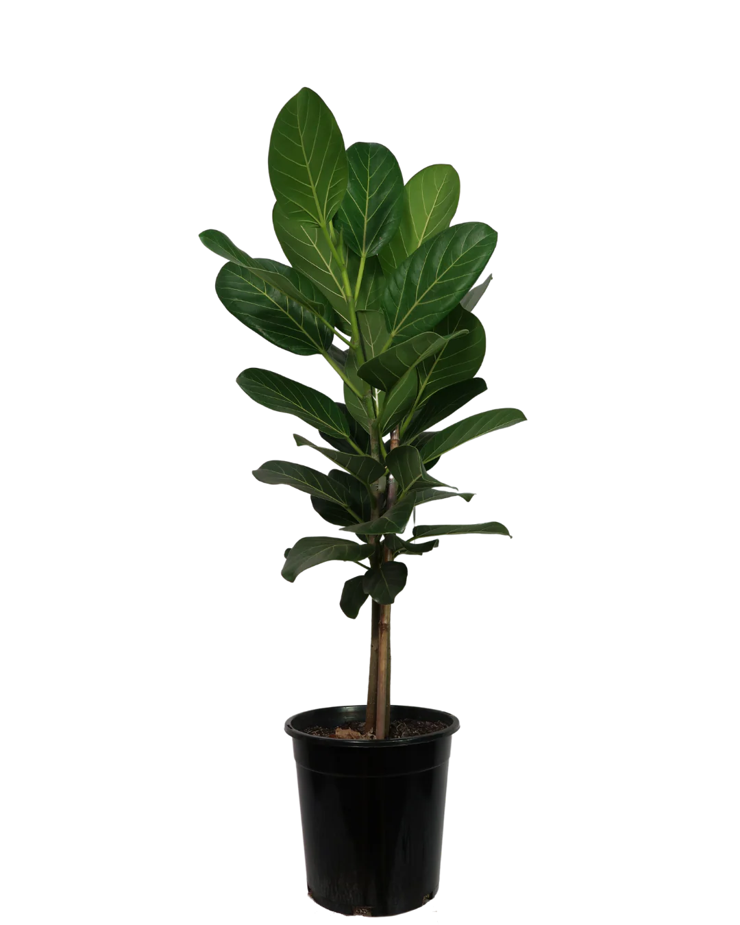 Ficus Audrey