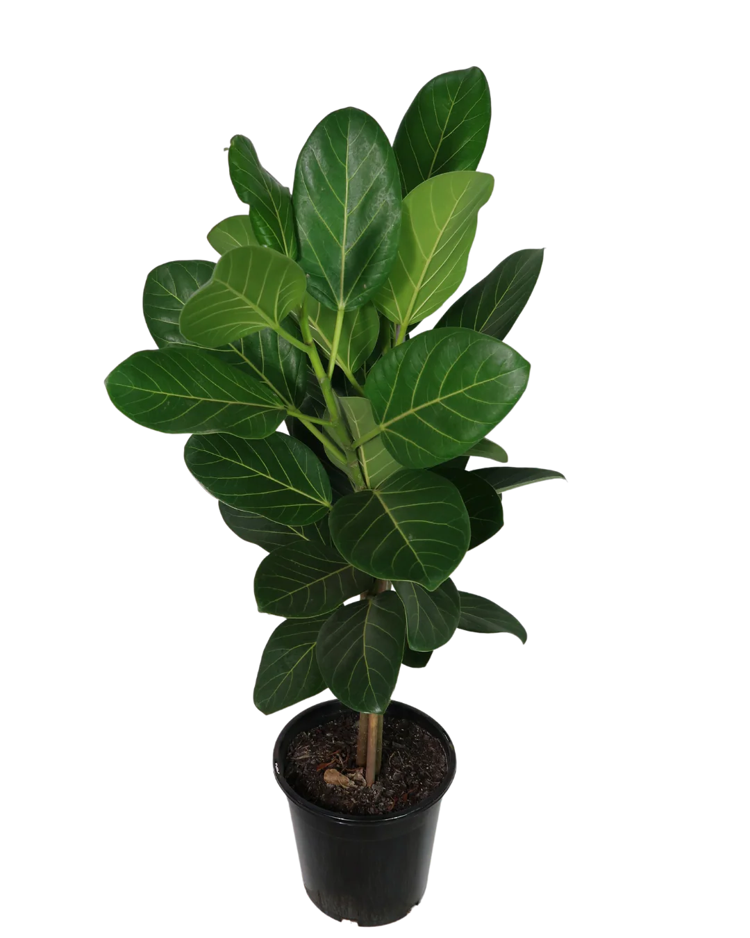 Ficus Audrey - Image 2