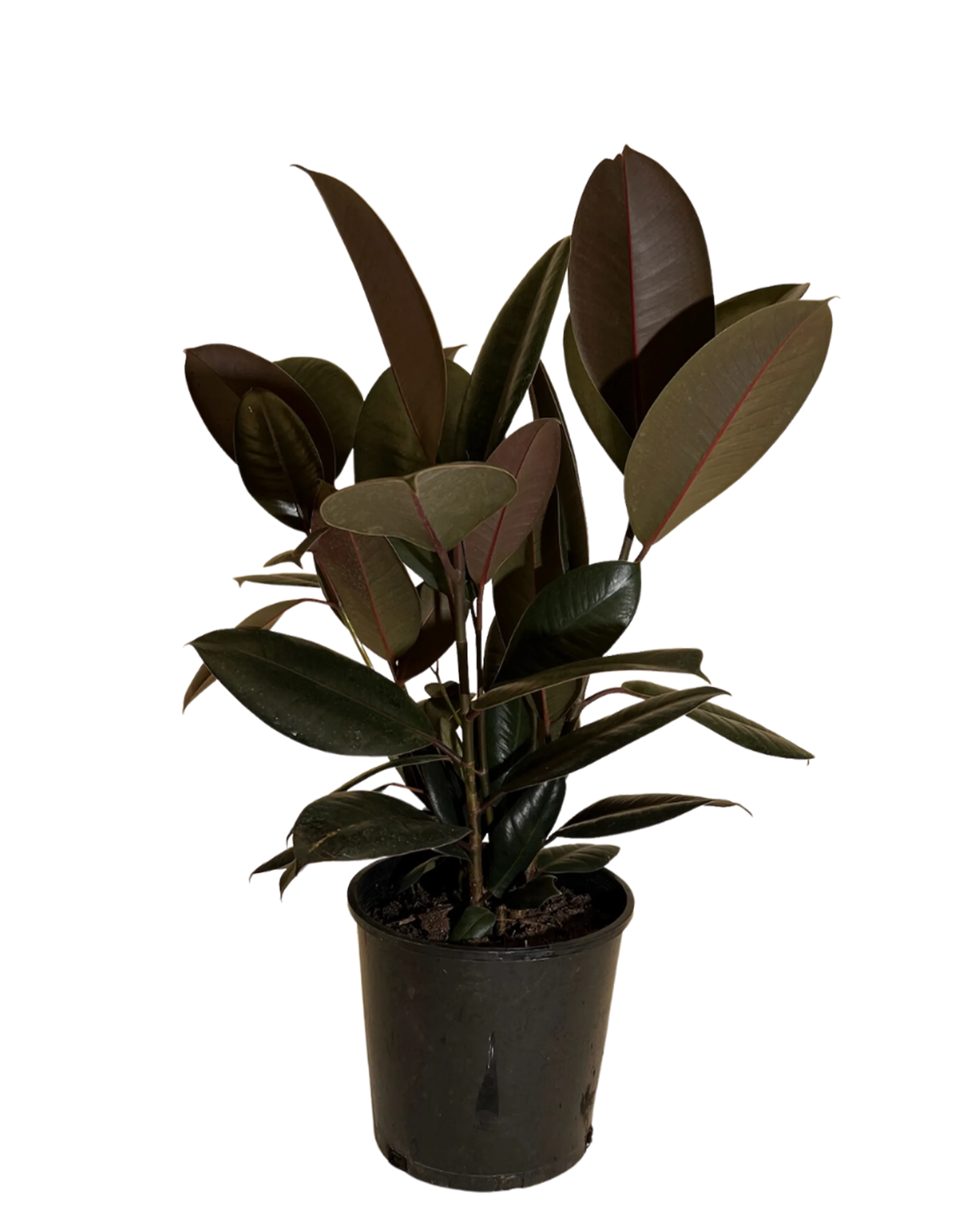 Ficus Elastica Burgundy
