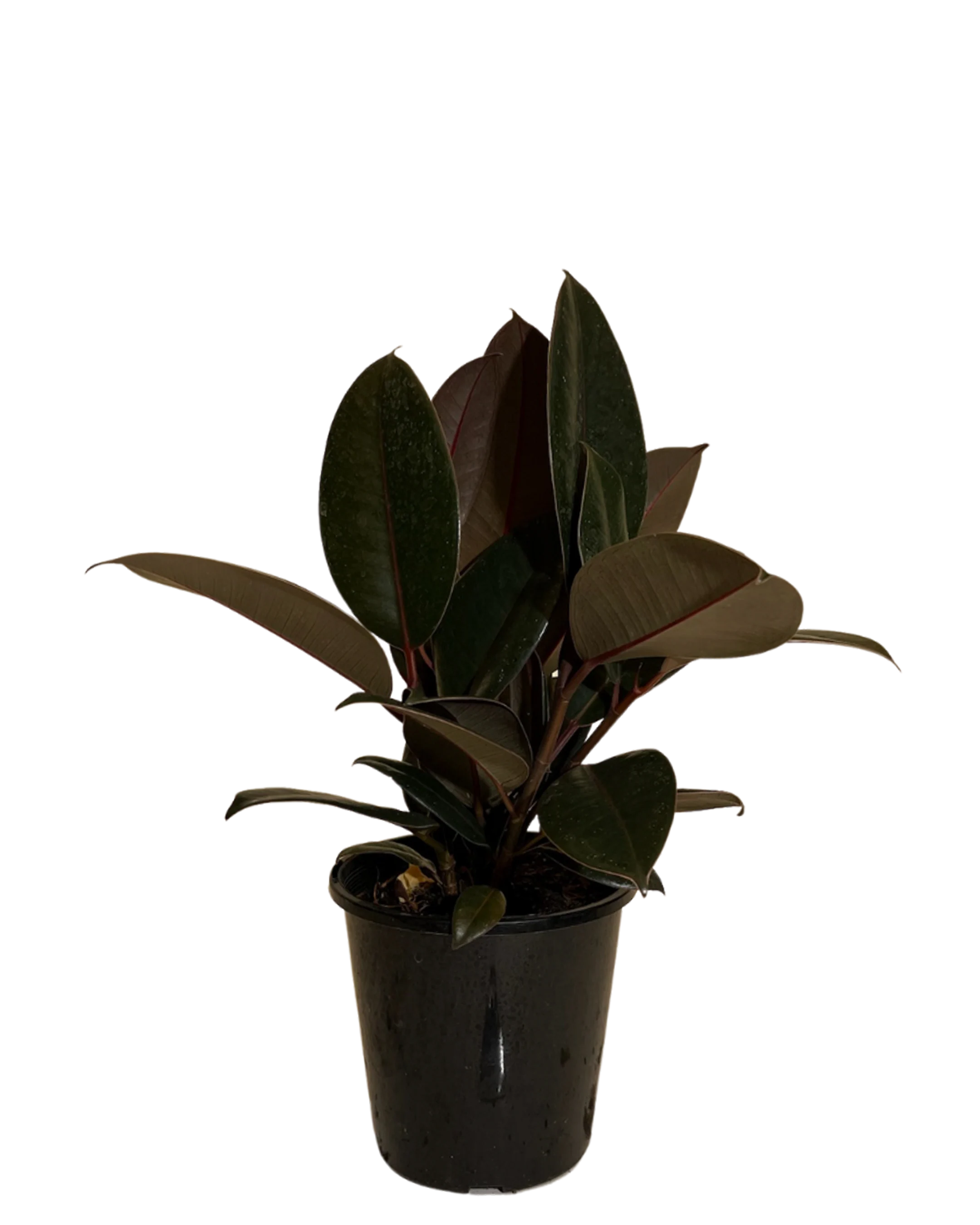 Ficus Elastica Burgundy