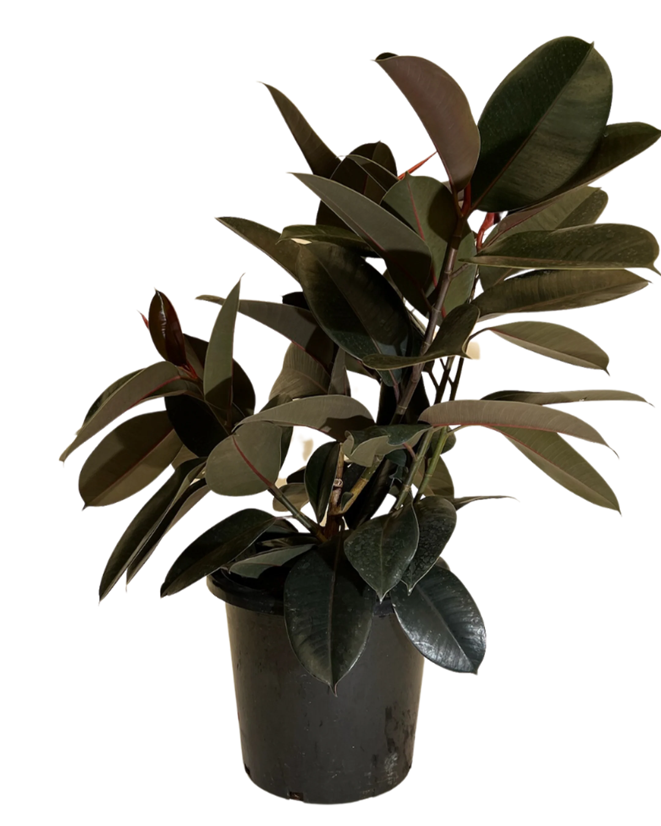 Ficus Elastica Burgundy