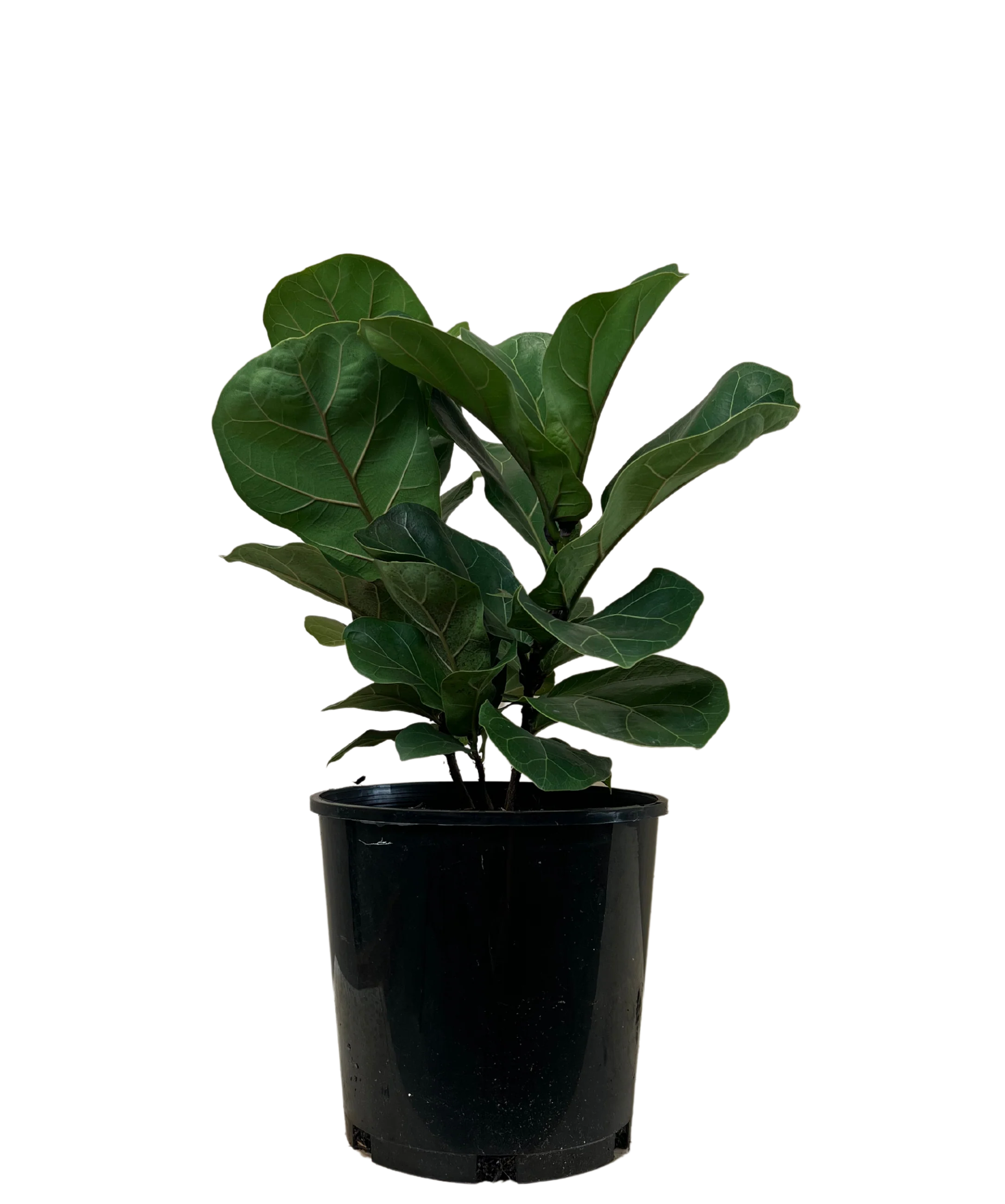Ficus Bambino