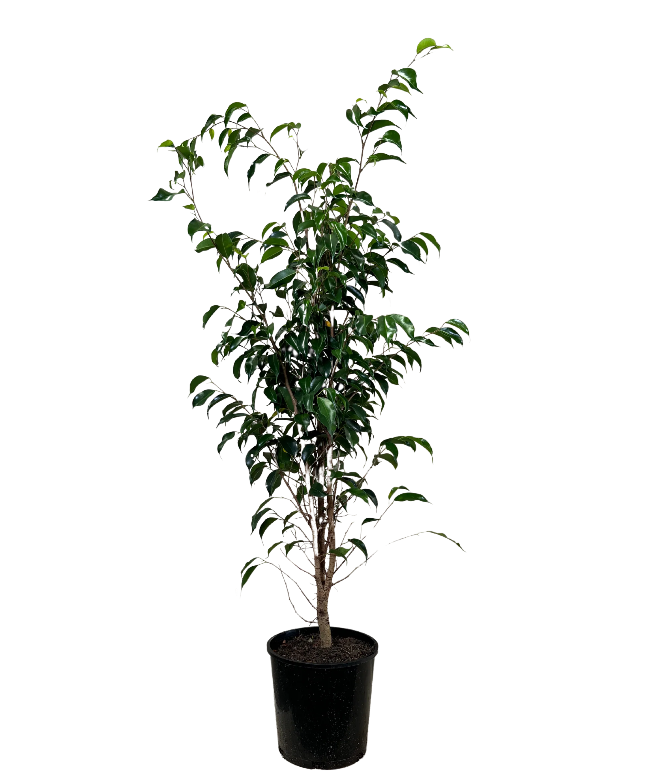 Ficus Midnight Beauty