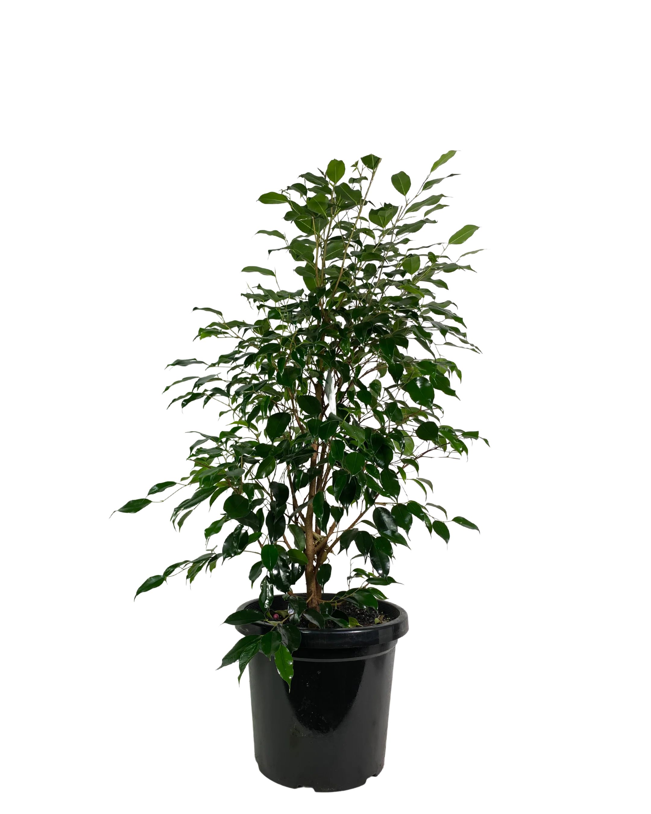 Ficus Midnight Beauty