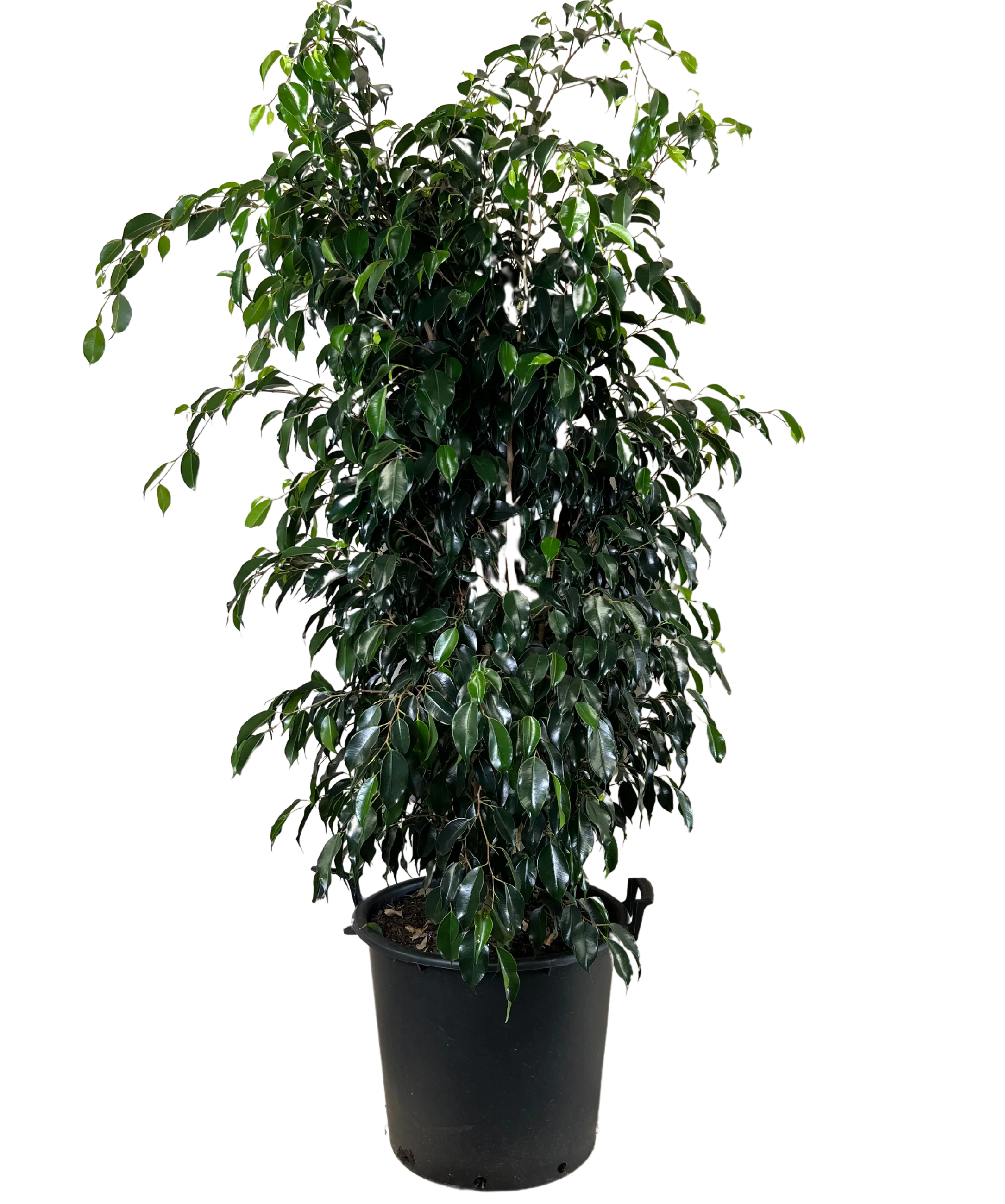 Ficus Midnight Beauty