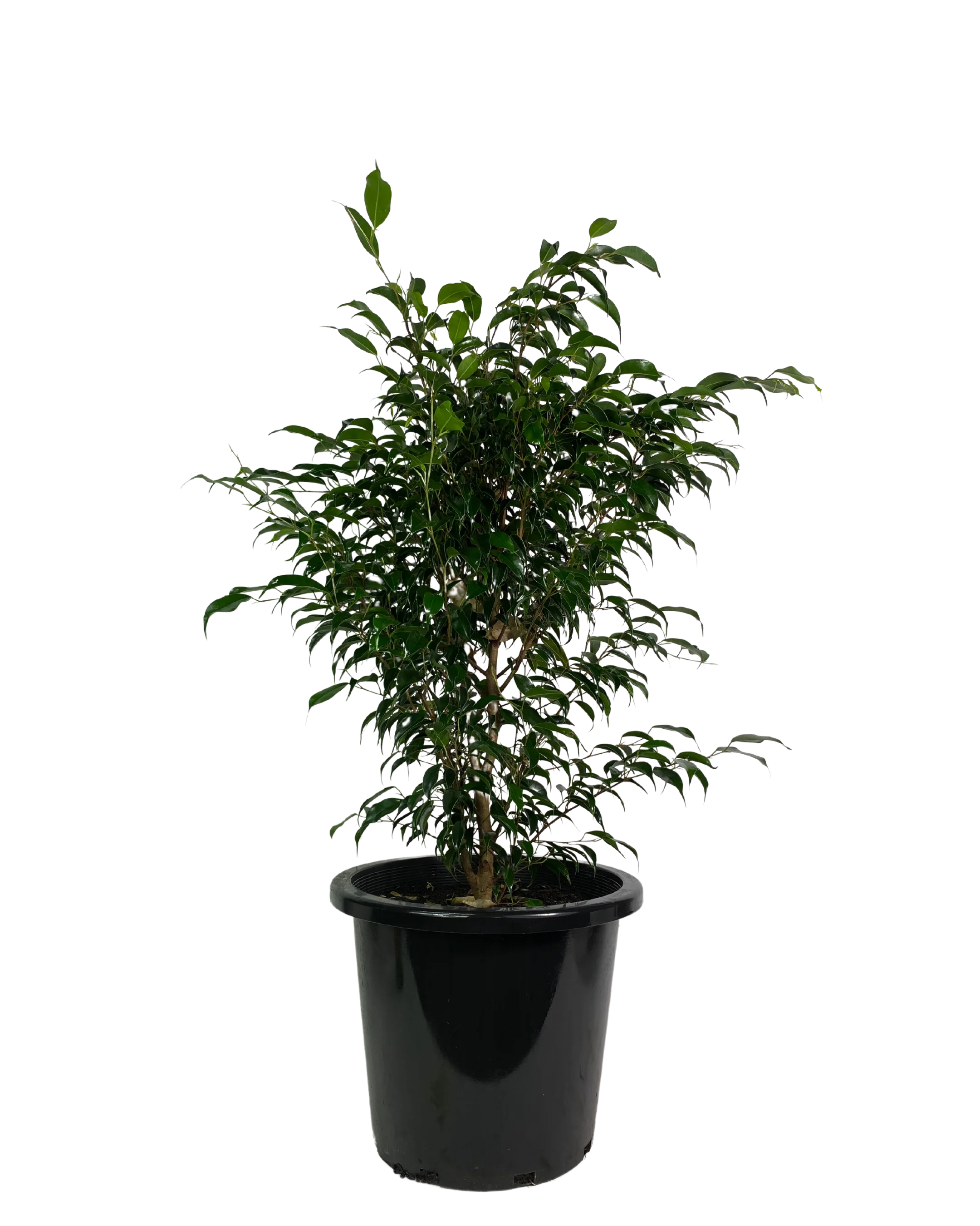Ficus Midnight Petite