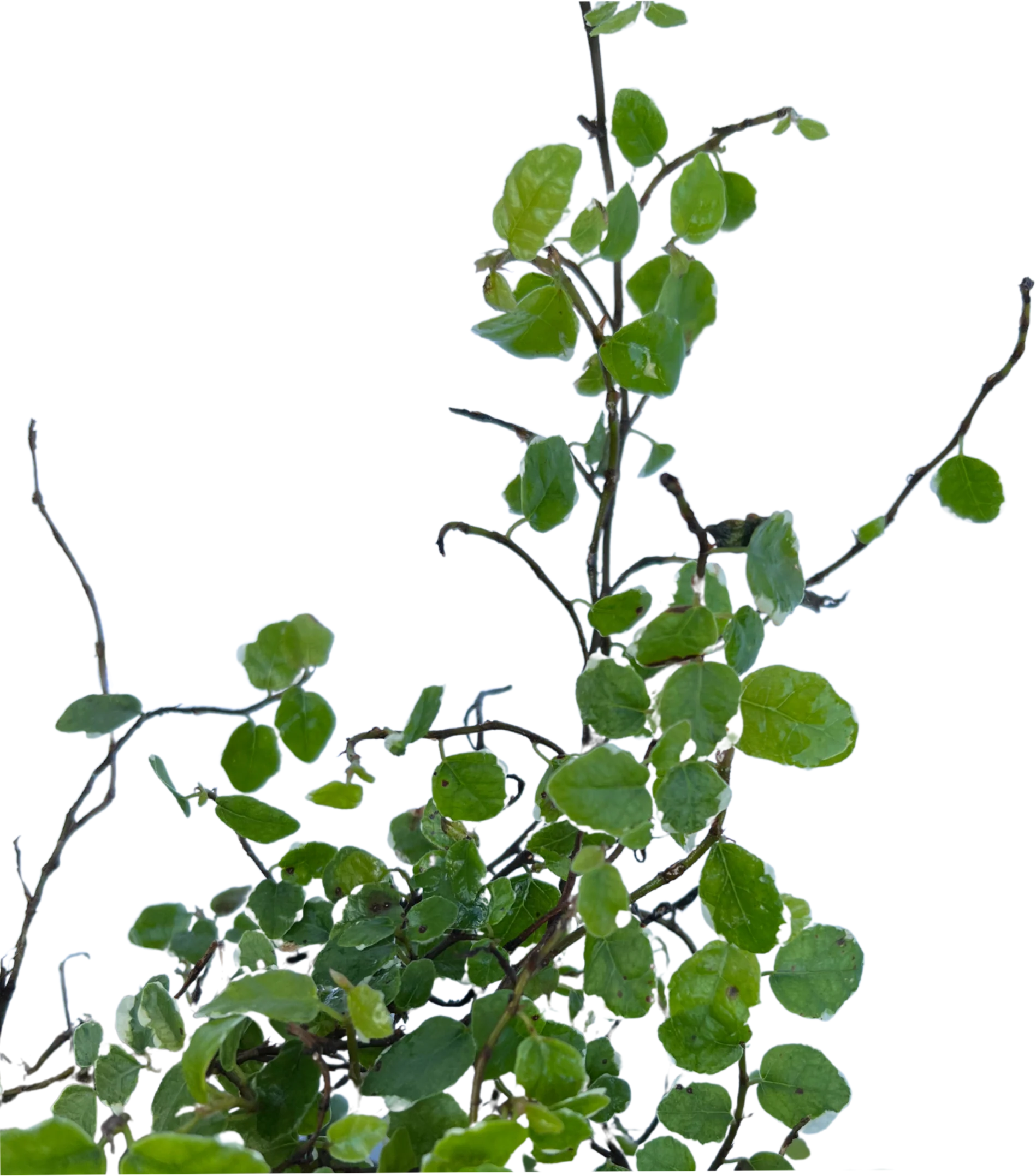 Ficus Pumila Ice Caps - Image 3