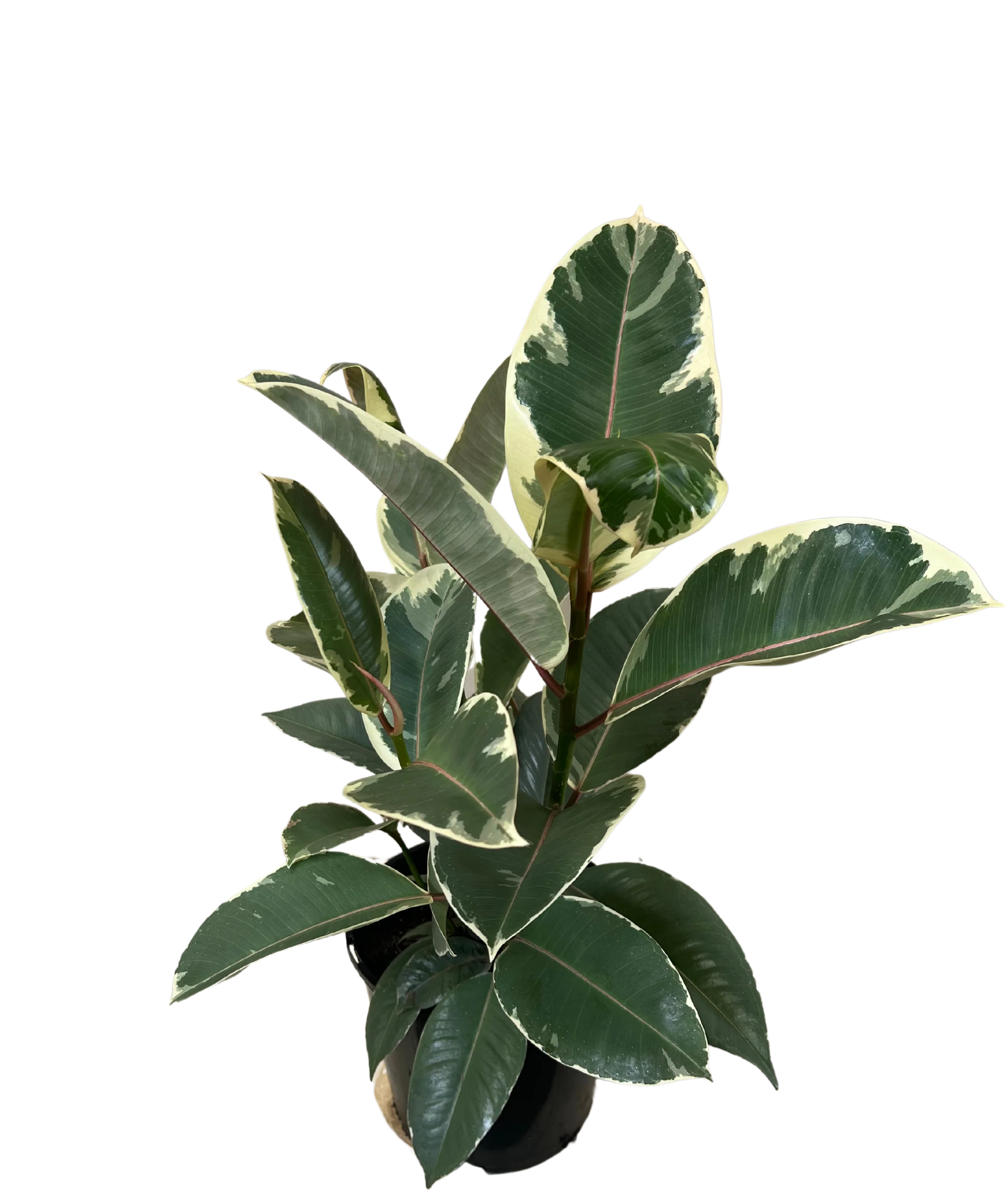Ficus Tineke - Image 2