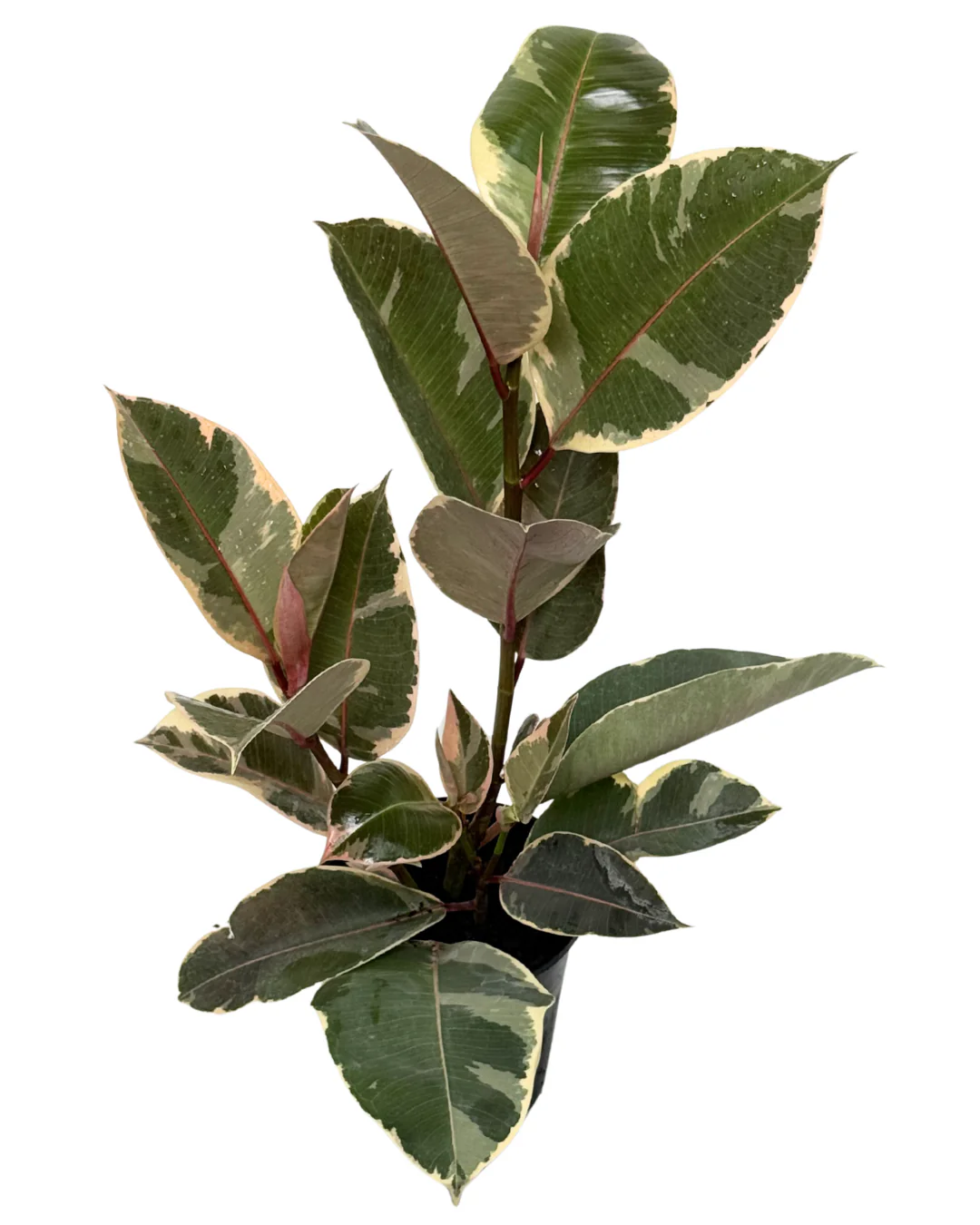 Ficus Tineke - Image 2