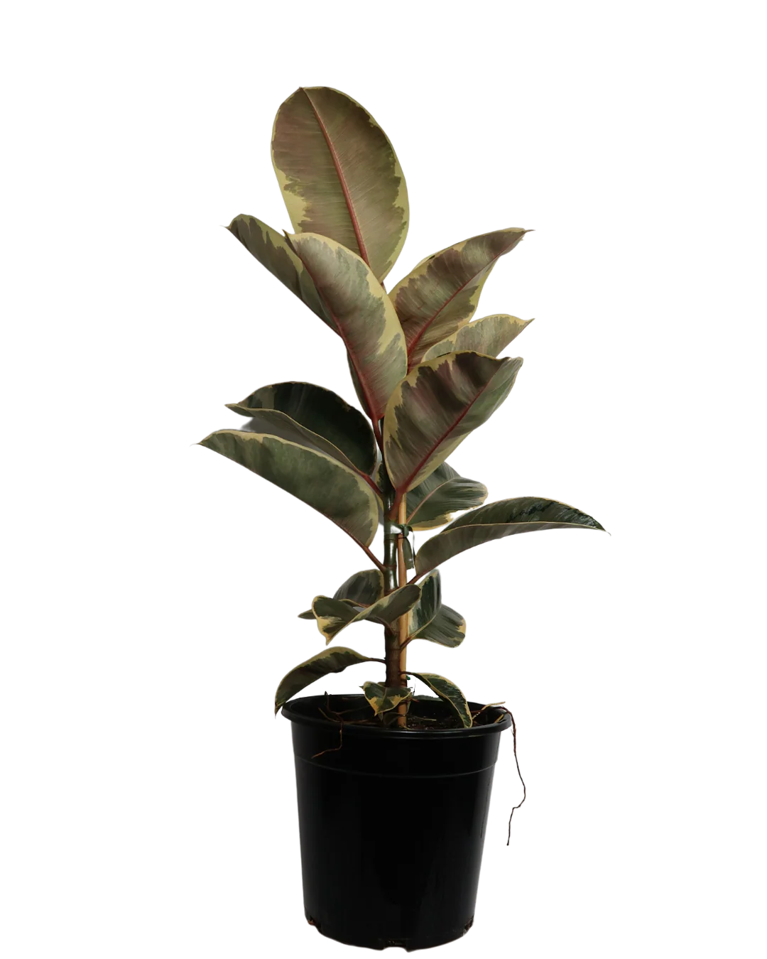 Ficus Tineke