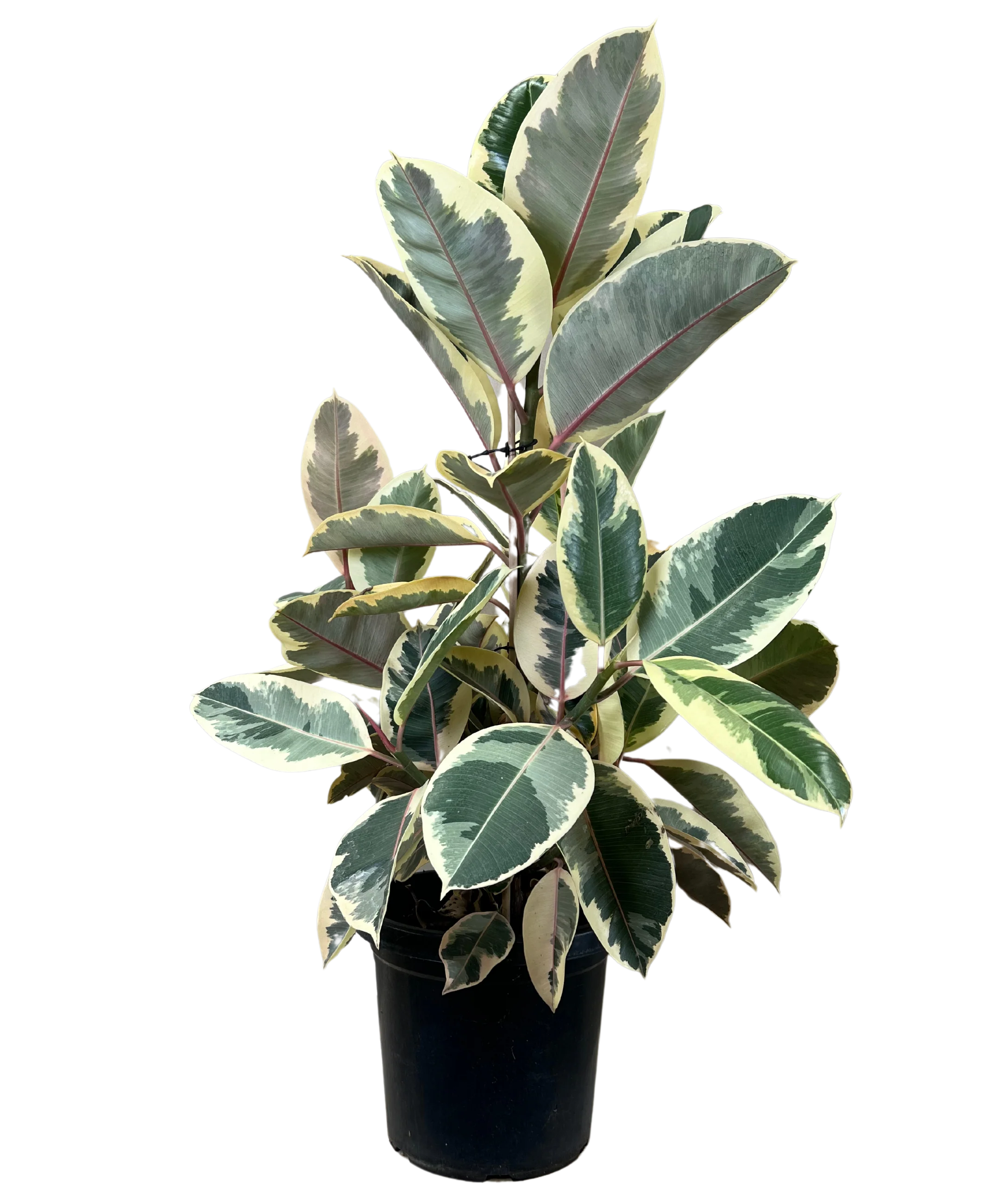 Ficus Tineke