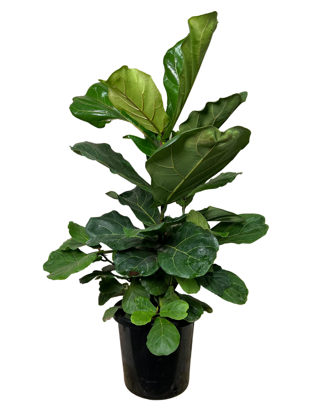 Ficus Lyrata