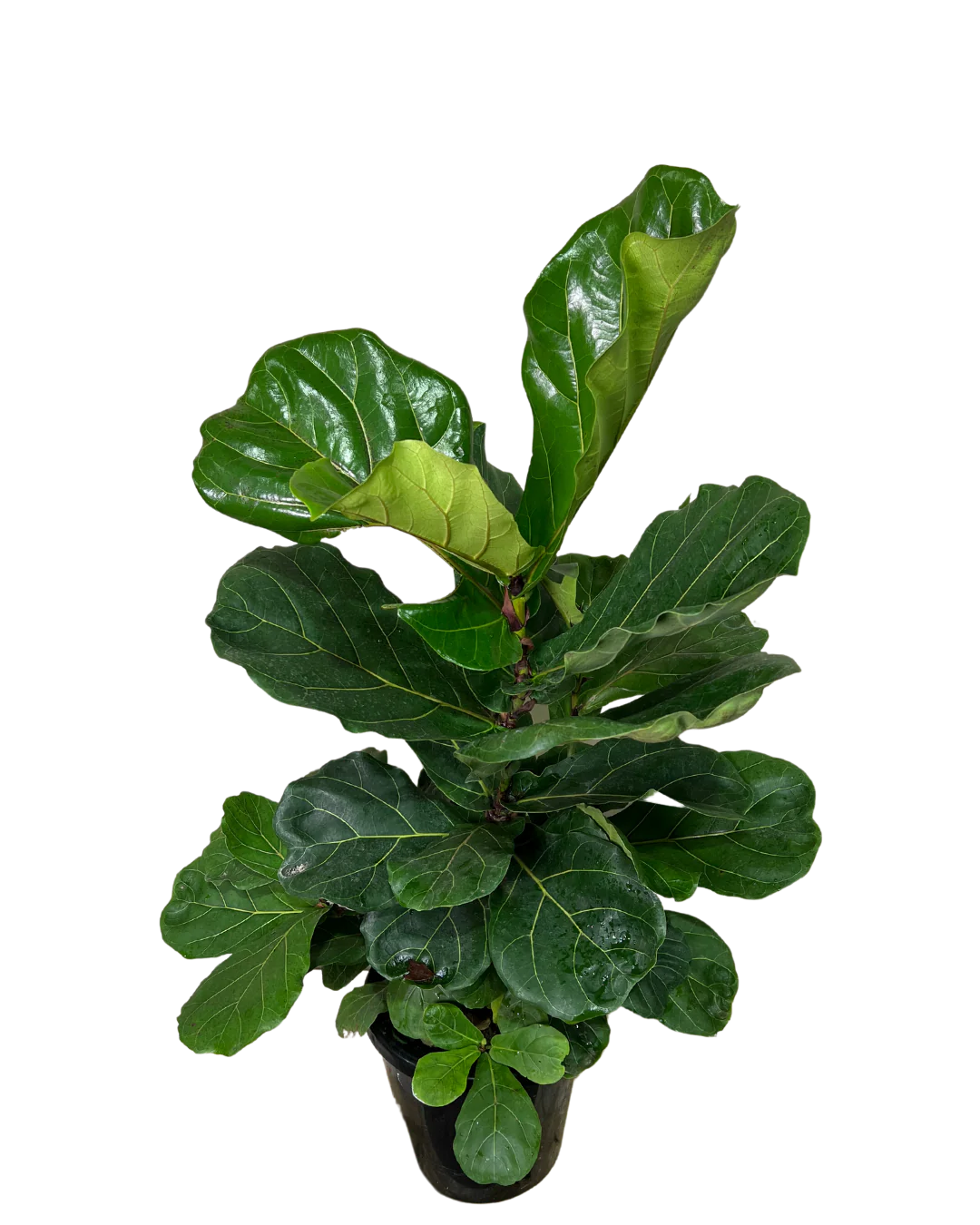 Ficus Lyrata - Image 2