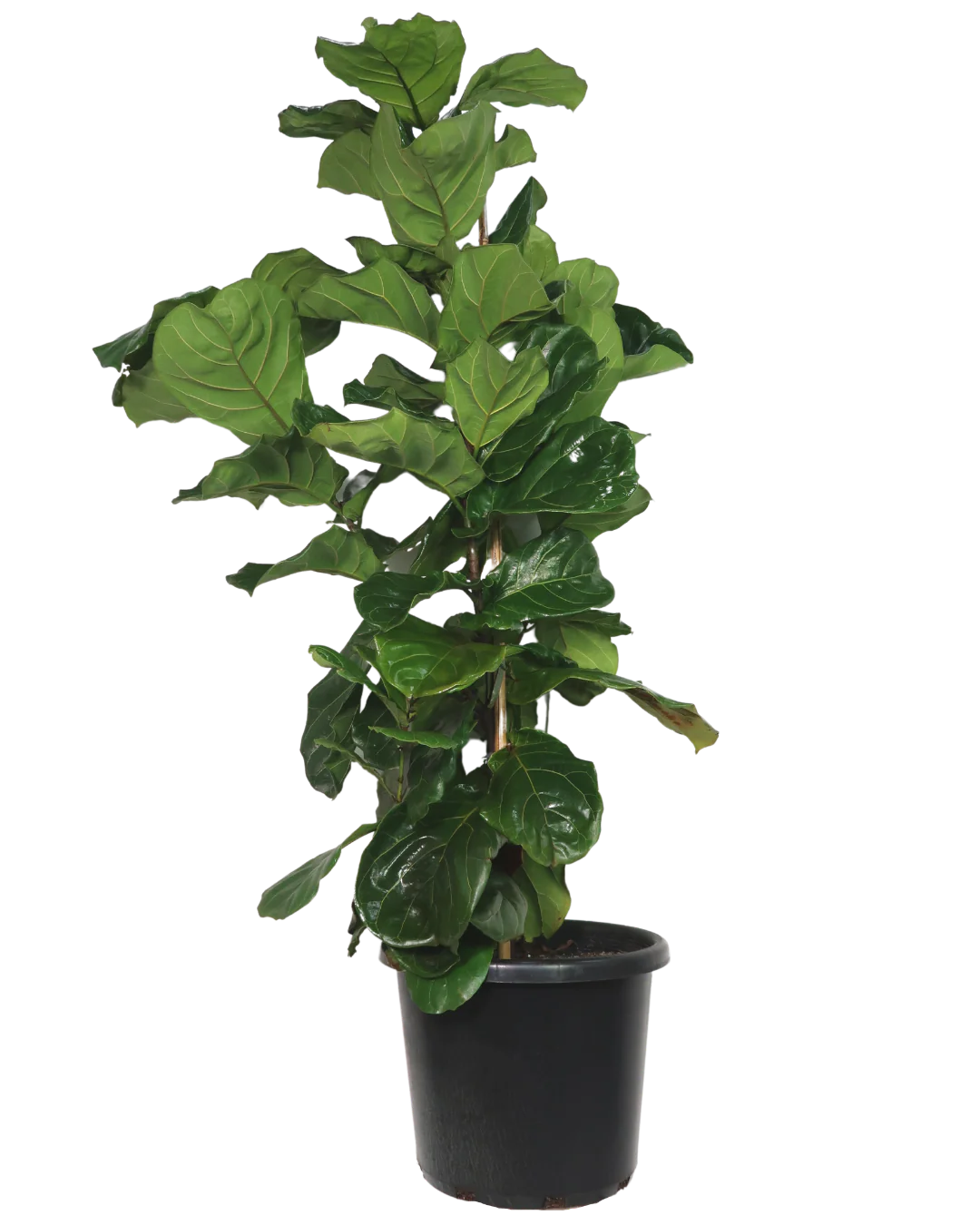Ficus Lyrata