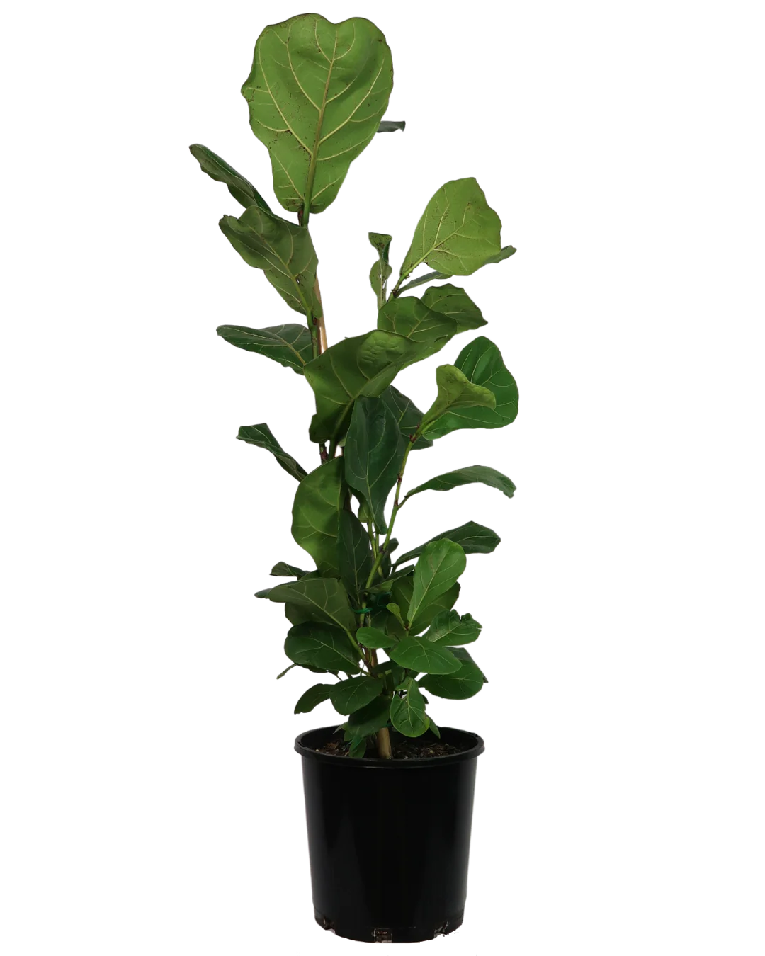 Ficus Lyrata