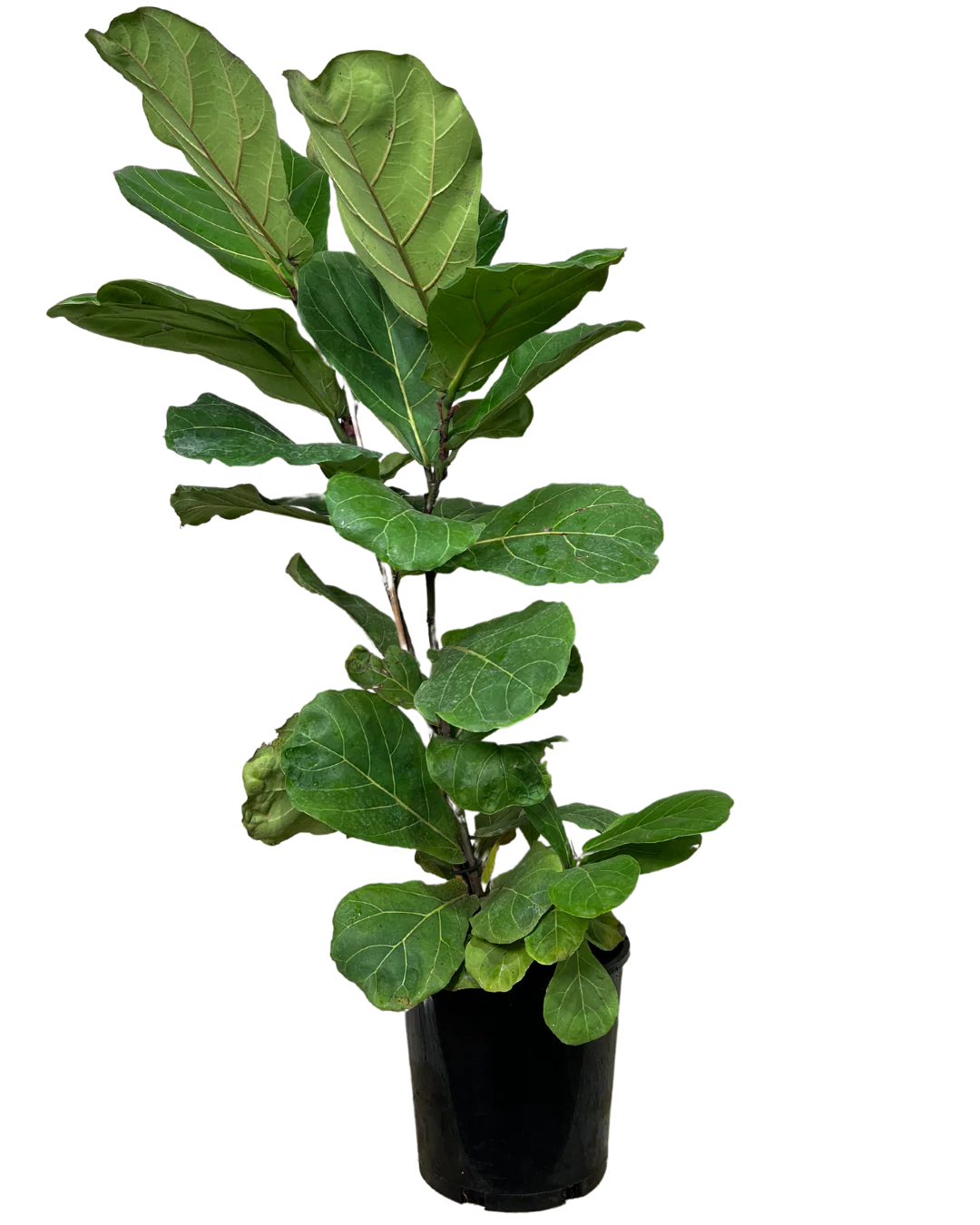 Ficus Lyrata - Image 2