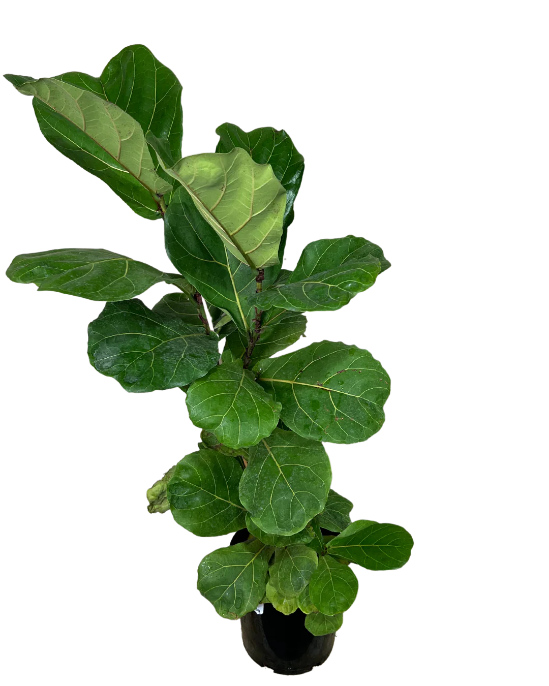 Ficus Lyrata - Image 3