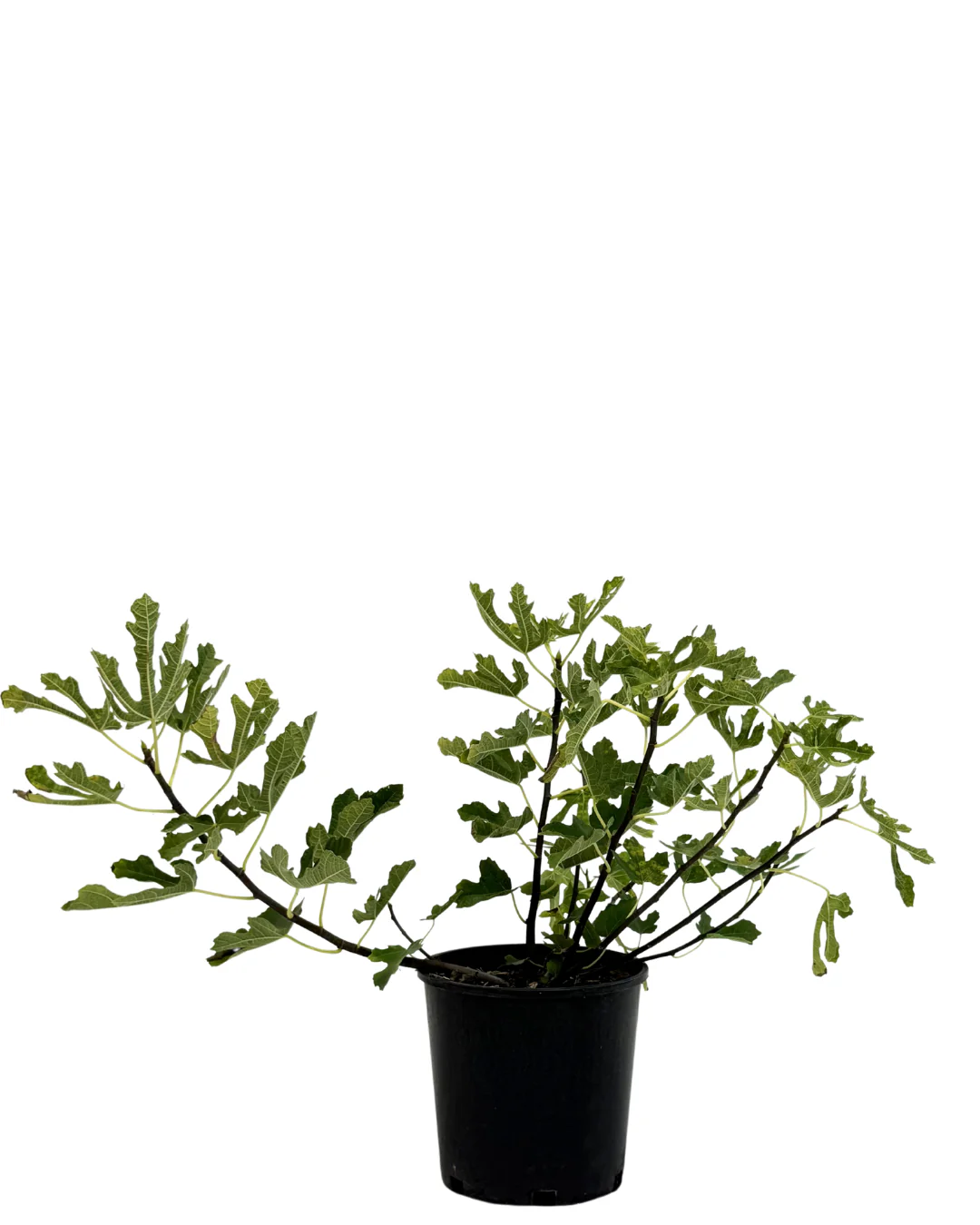 Fig Black Genoa