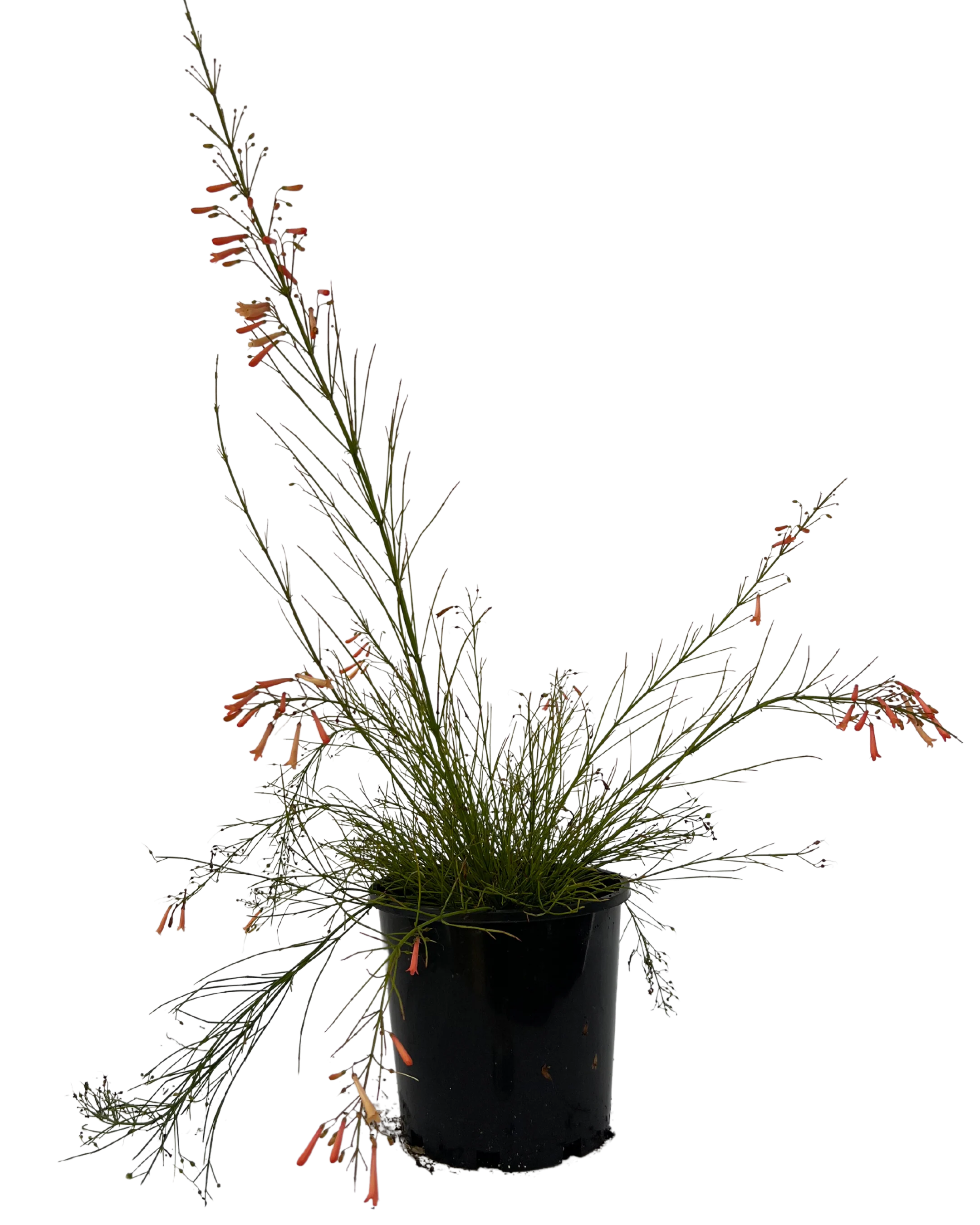 Firecracker Plant - Tangerine Falls
