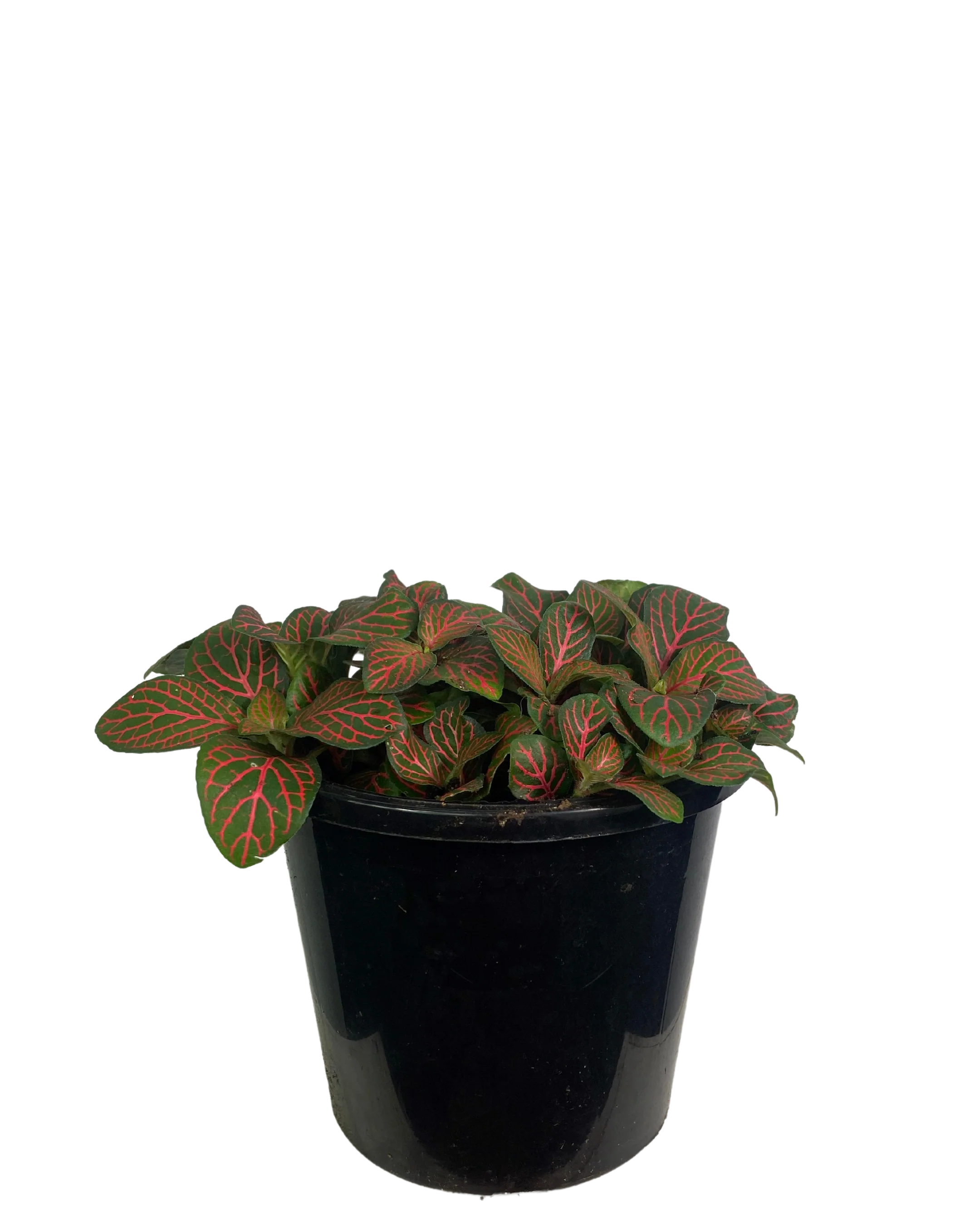 Fittonia Red Flame