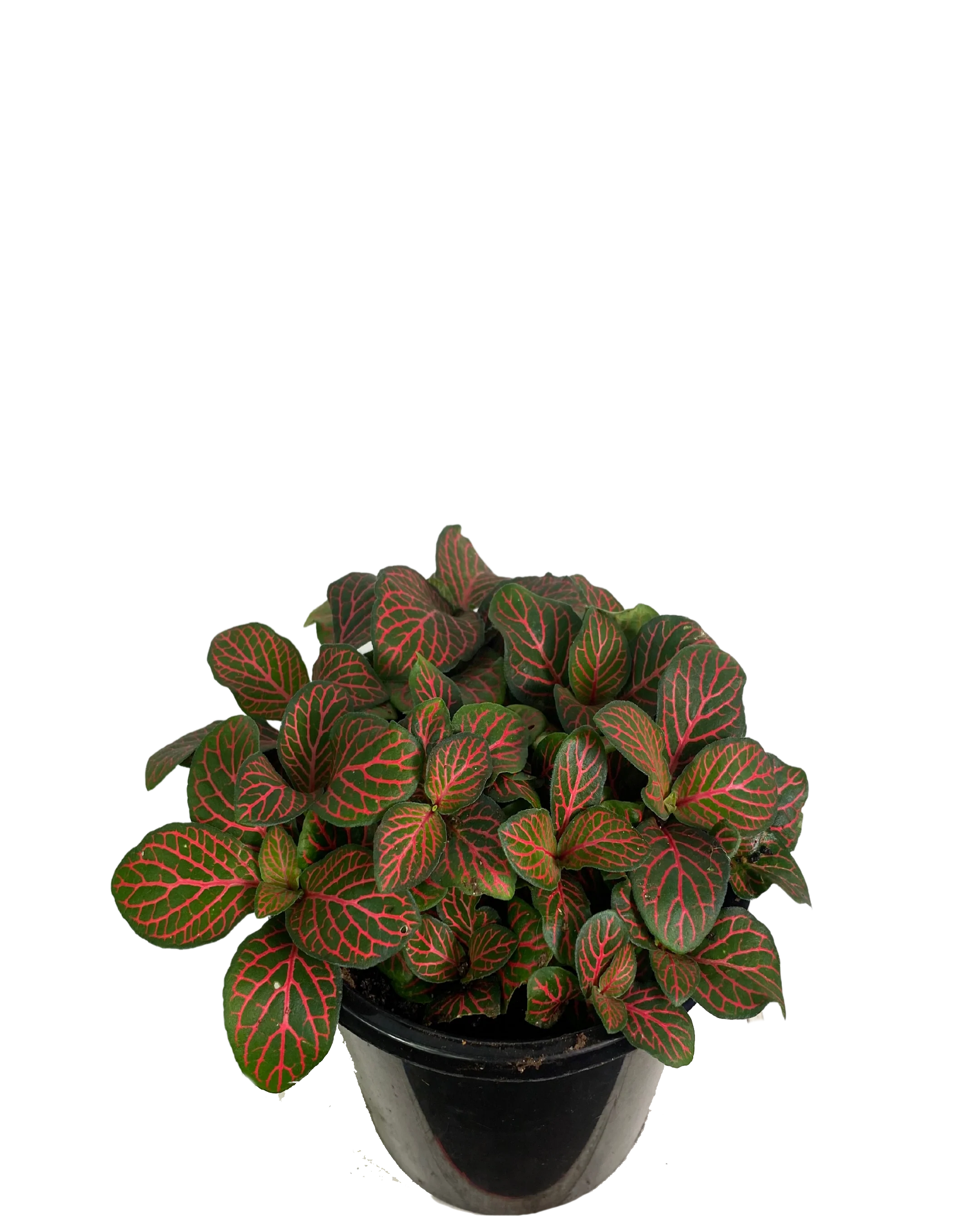Fittonia Red Flame - Image 2