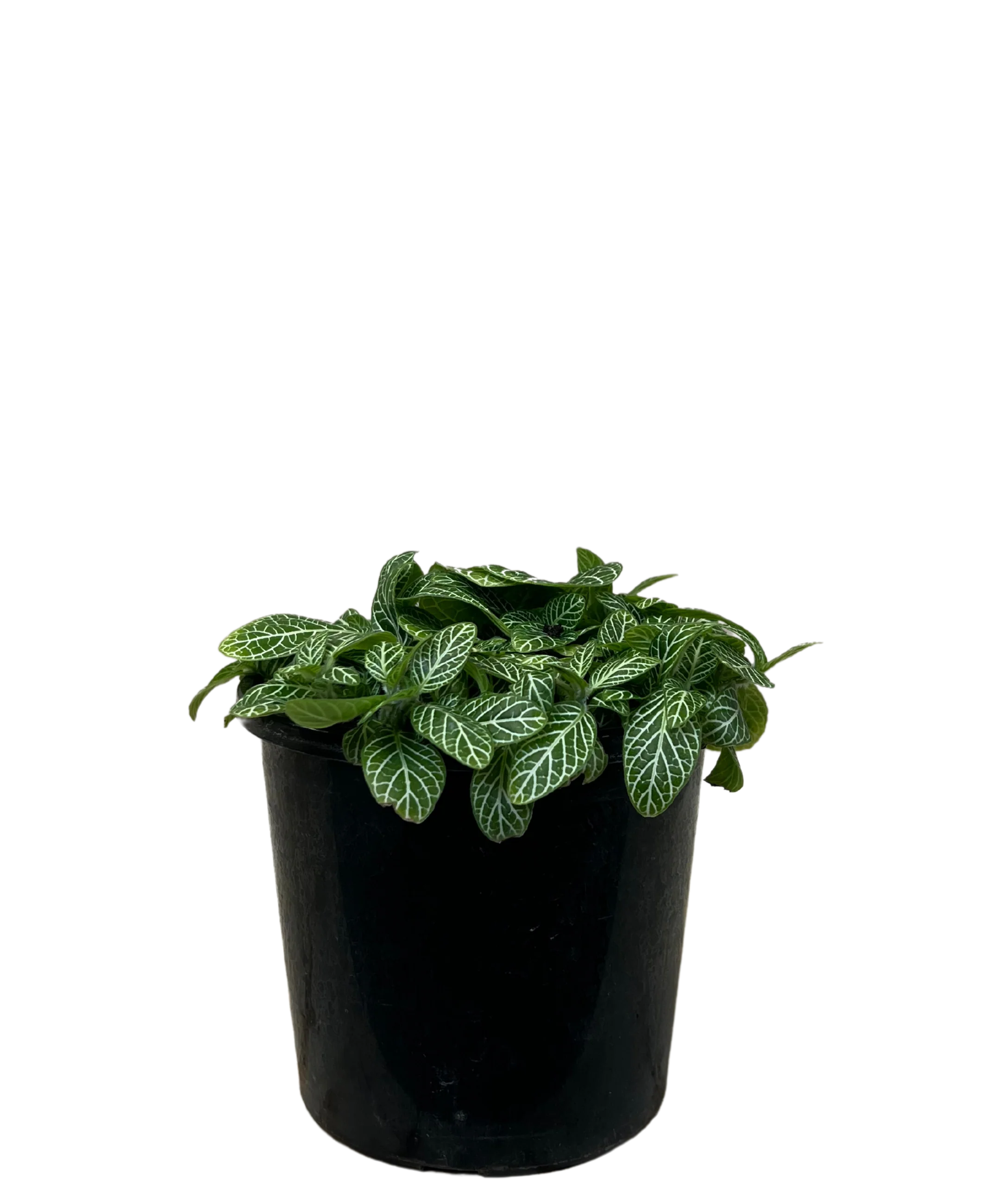Fittonia White Angel