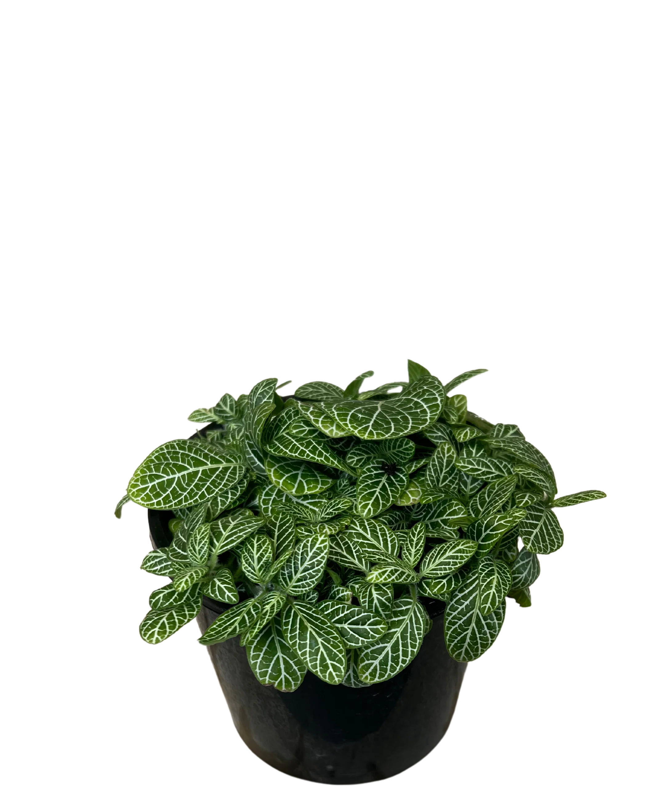 Fittonia White Angel - Image 2