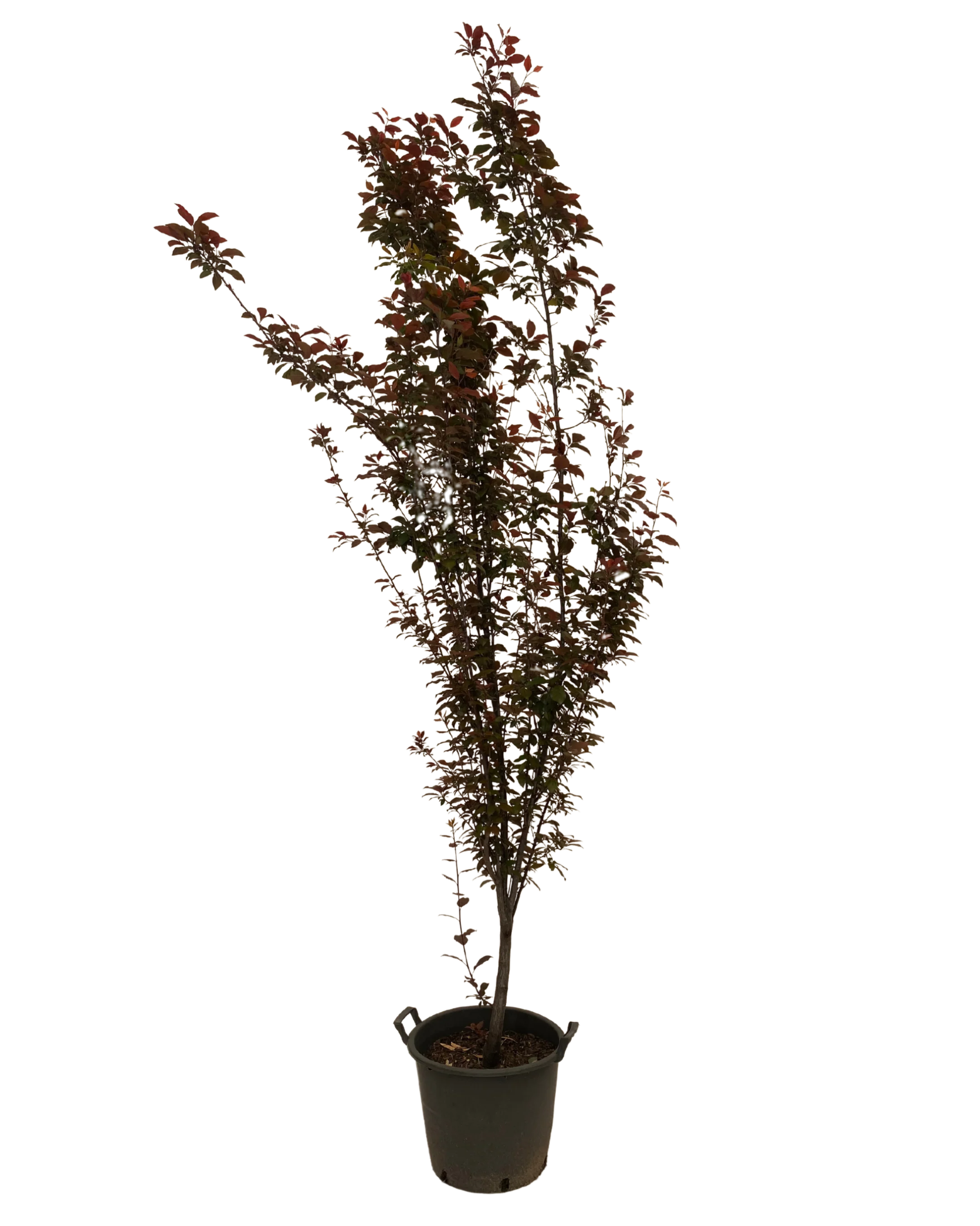 Flowering Plum - Prunus Cerasifera Nigra