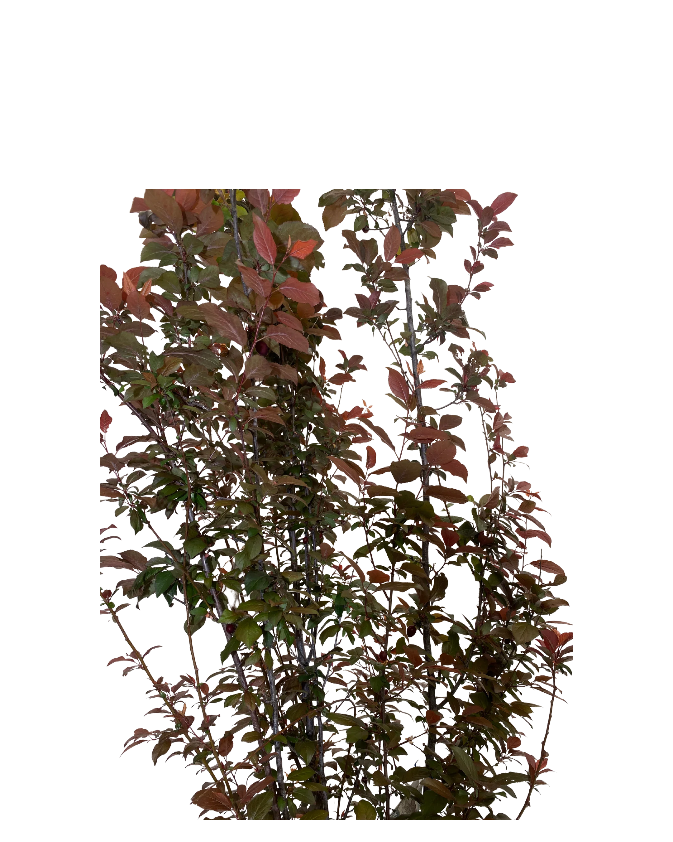 Flowering Plum - Prunus Cerasifera Nigra - Image 2