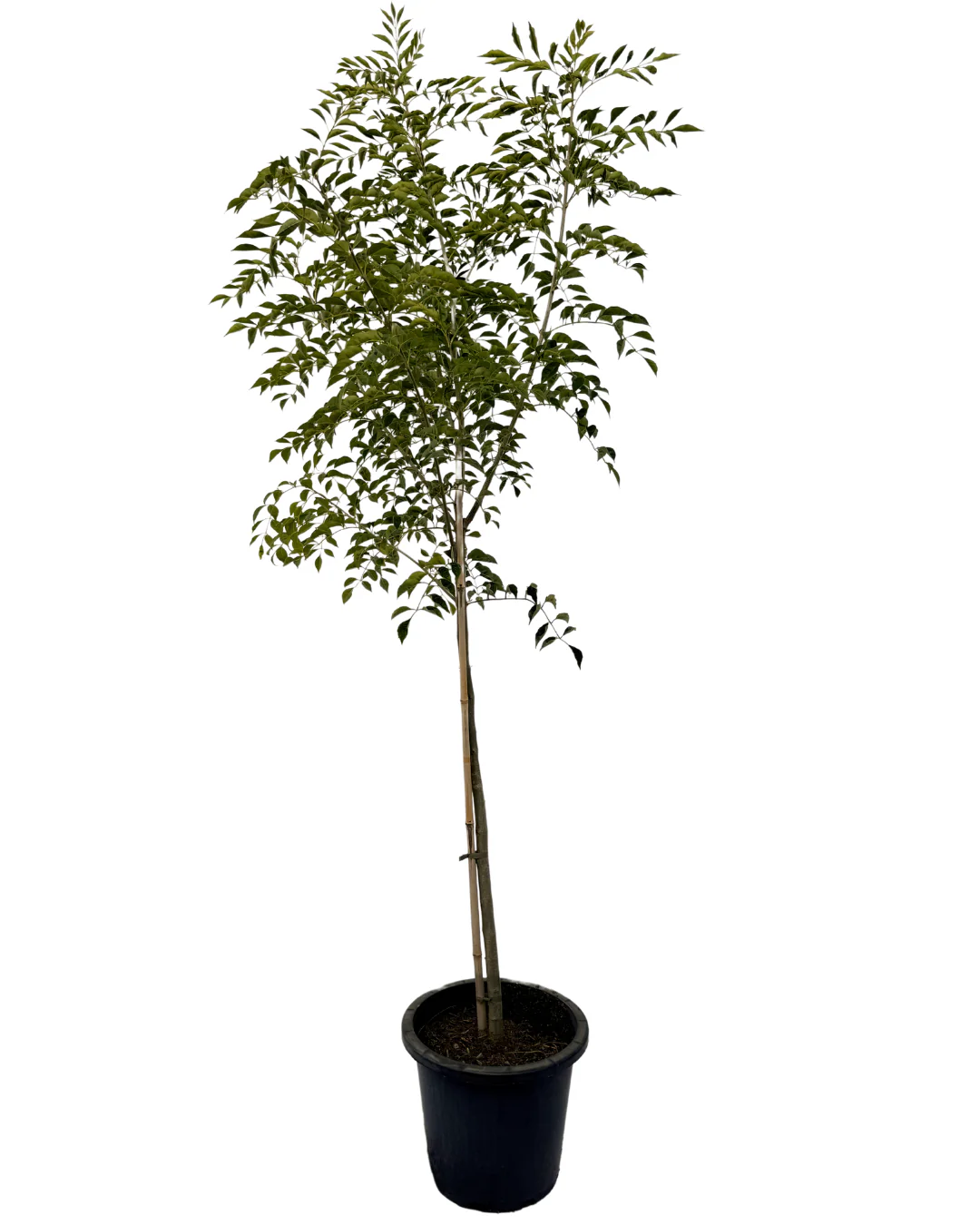 Griffiths Ash - Fraxinus Griffithii