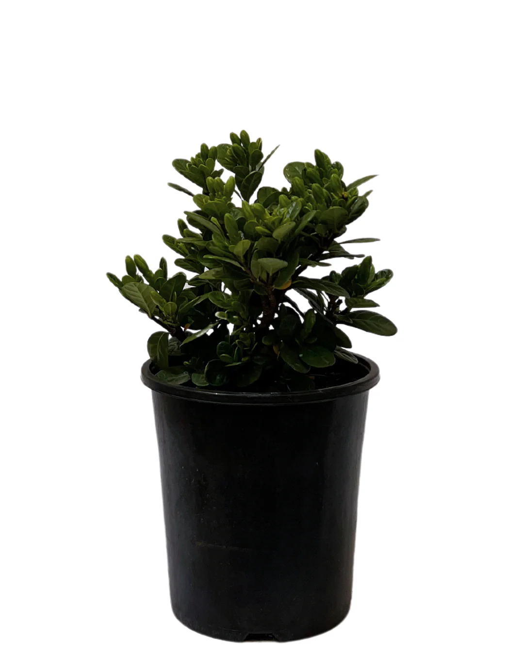 Gardenia Augusta Cupid