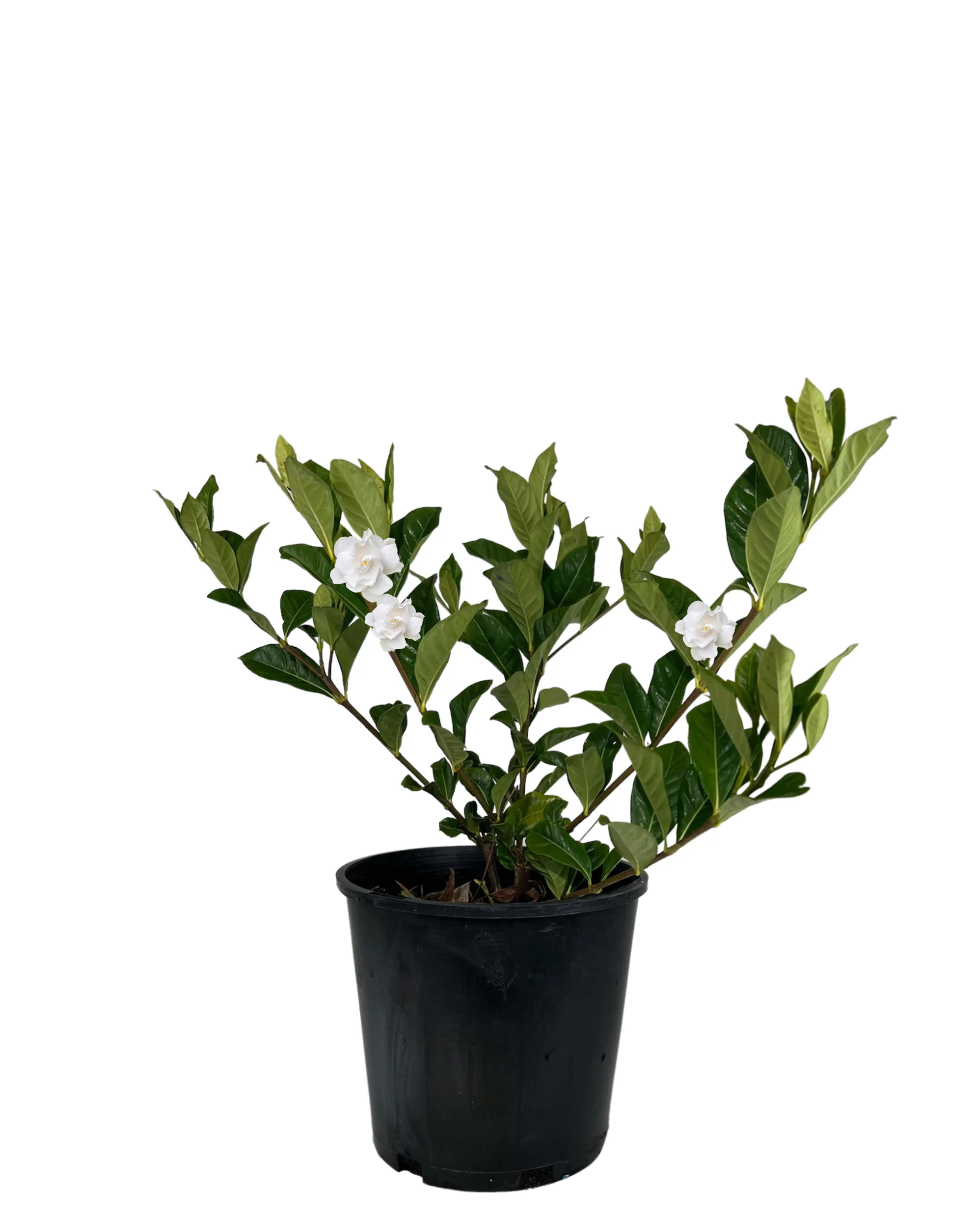 Gardenia Augusta Florida
