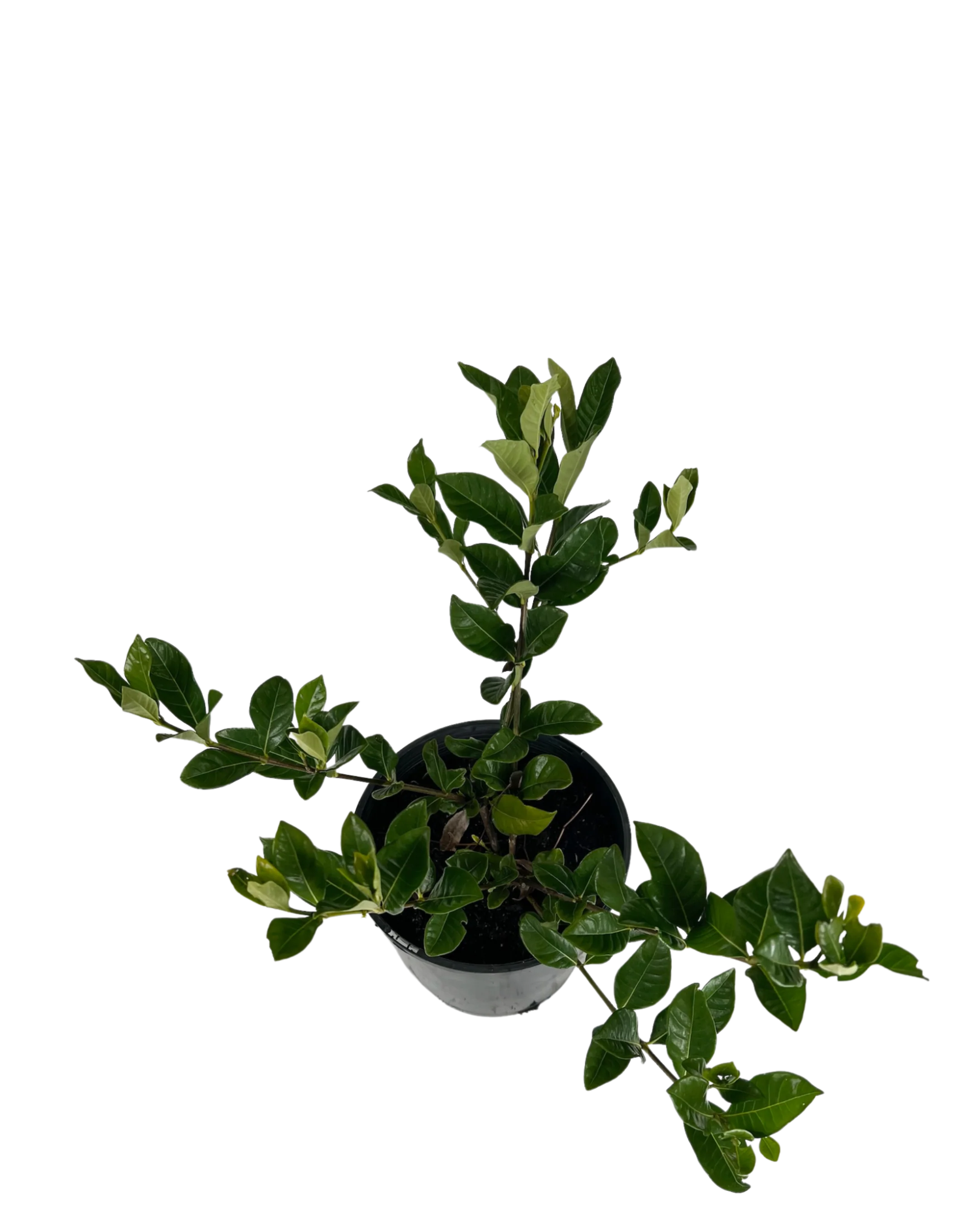 Gardenia Augusta Florida - Image 2