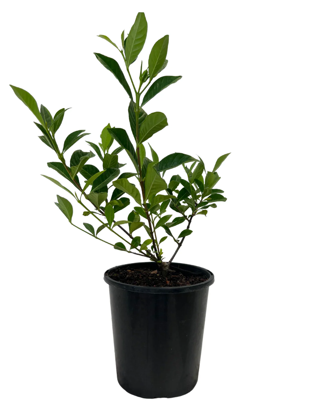 Gardenia Florida