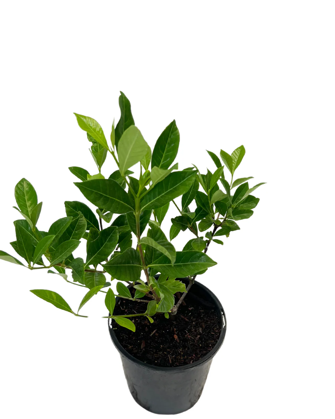 Gardenia Florida - Image 2
