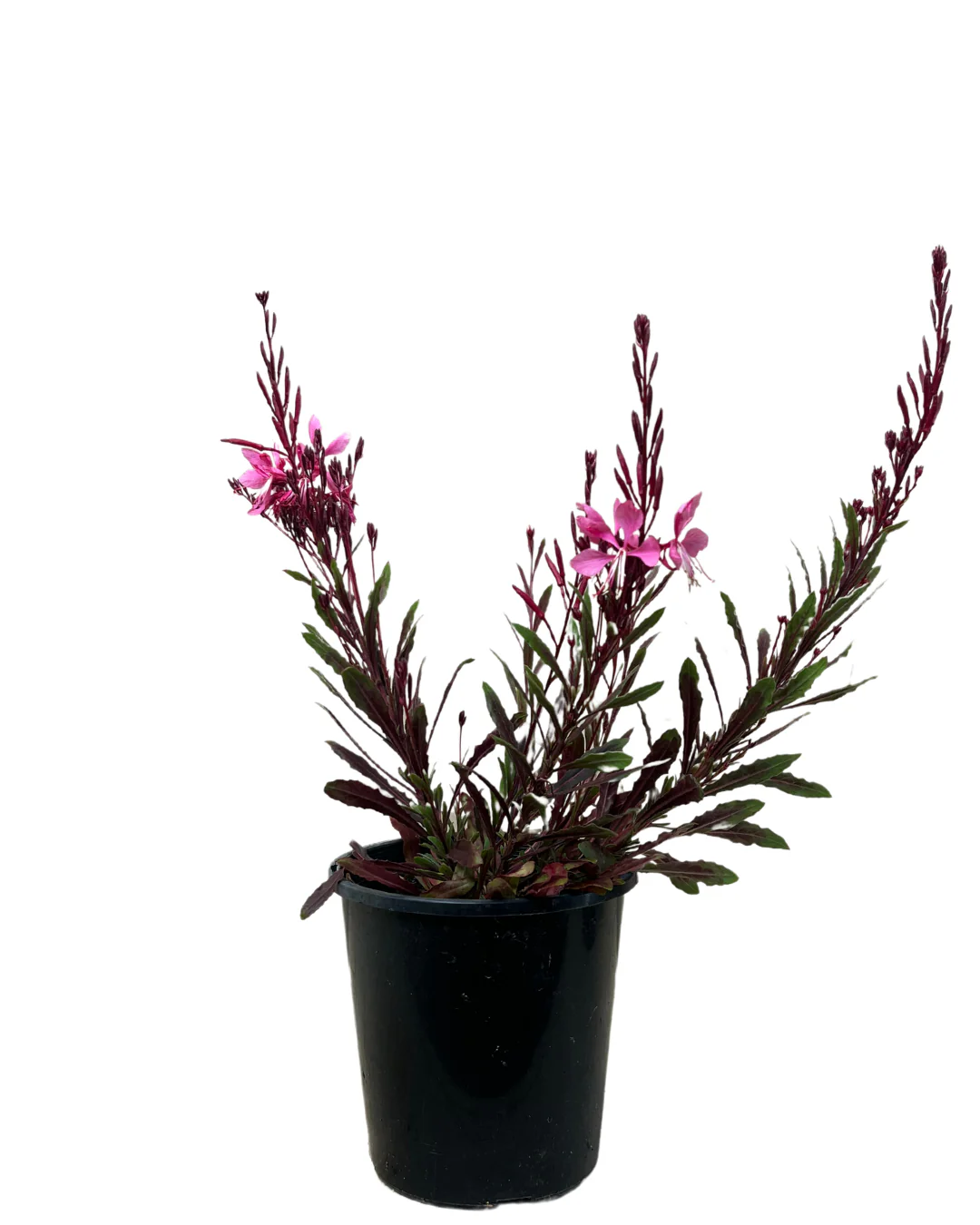 Gaura Bantam Pink